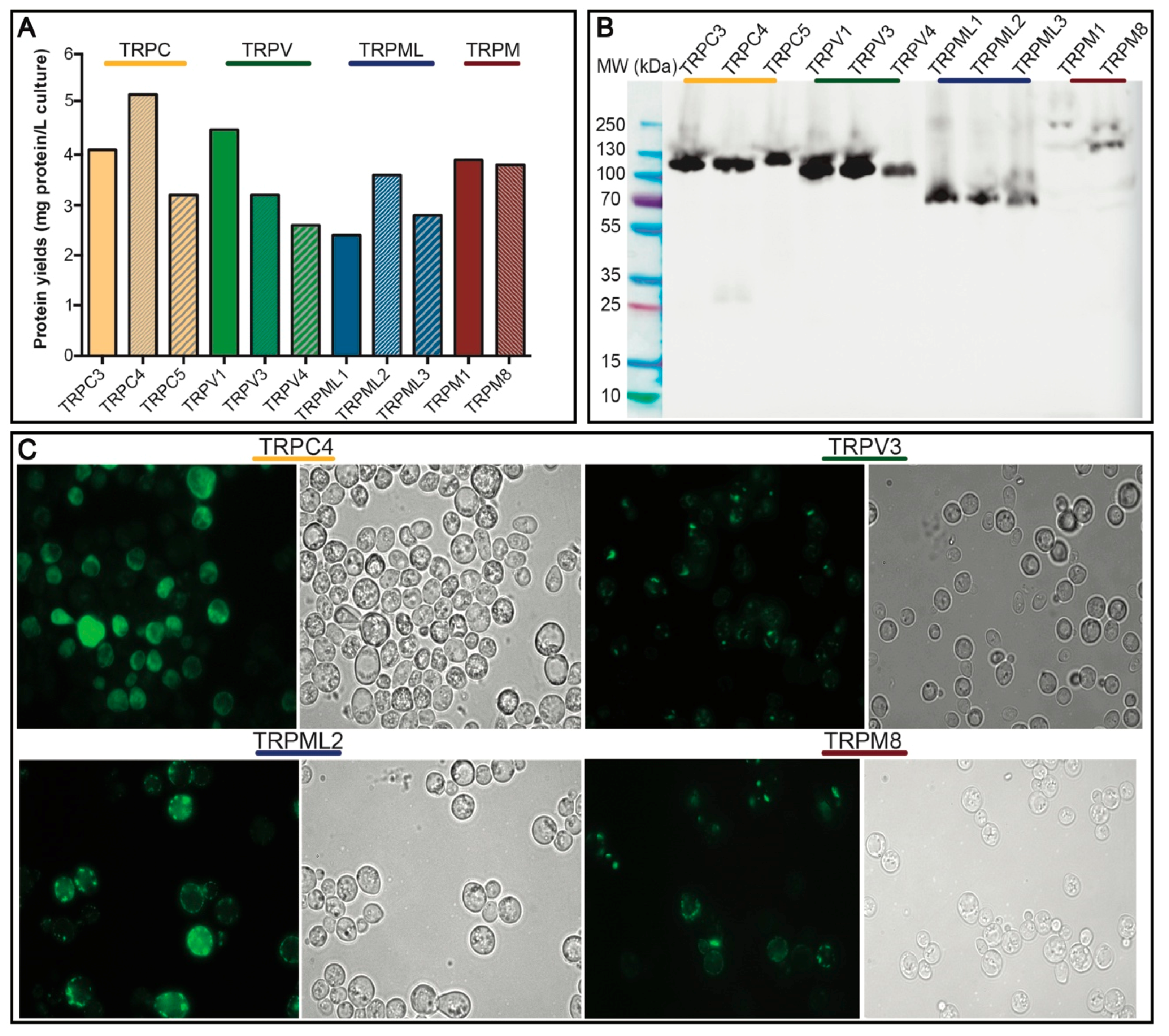 Cells 08 00148 g003