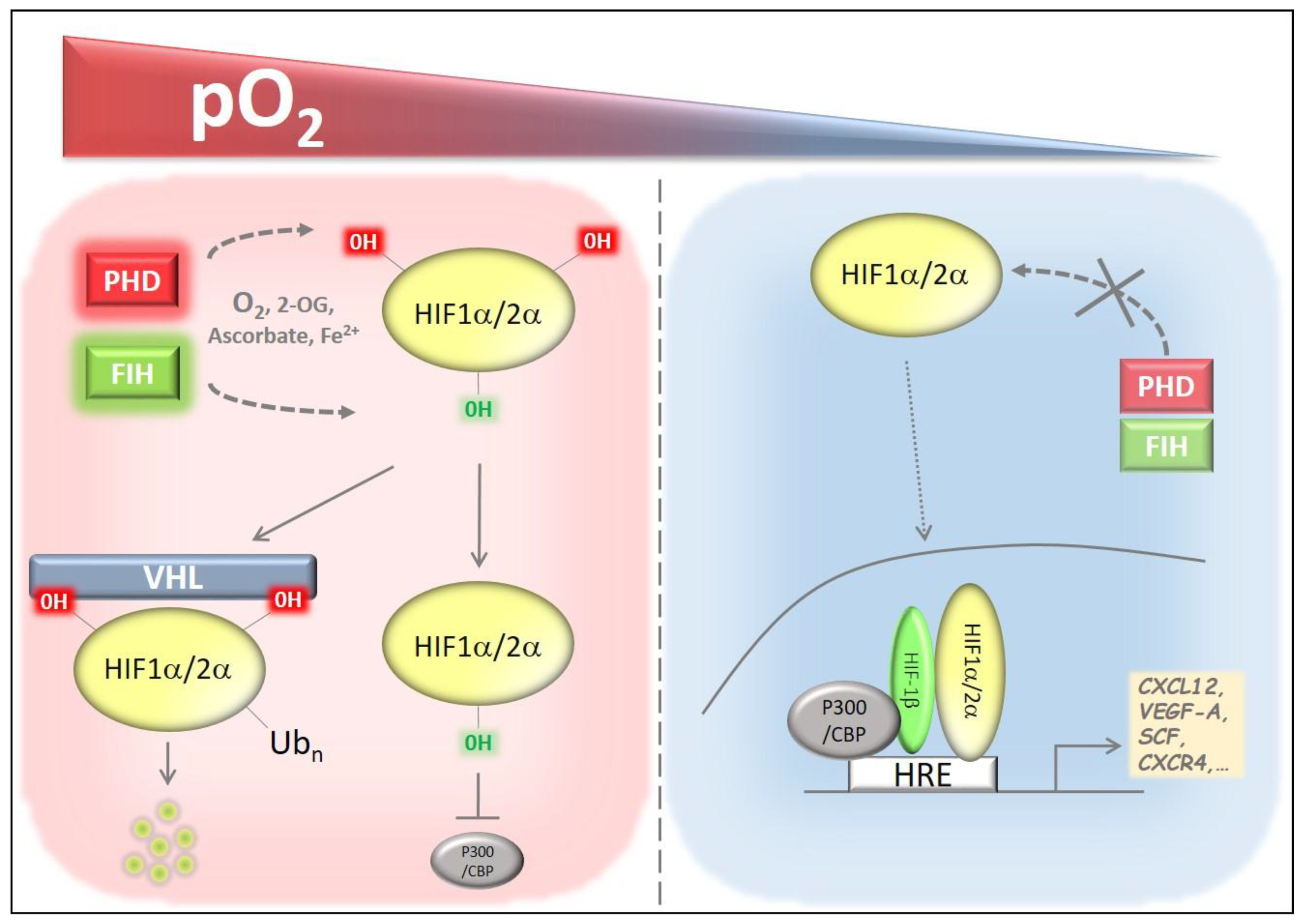 Cells 08 00155 g001 Cells 08 00155 g001
