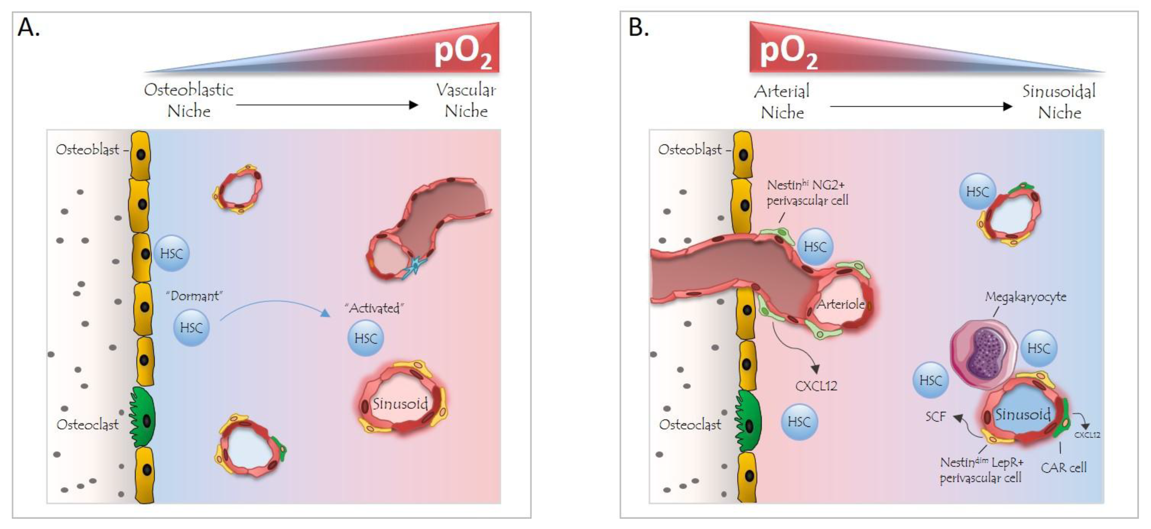 Cells 08 00155 g002 Cells 08 00155 g002