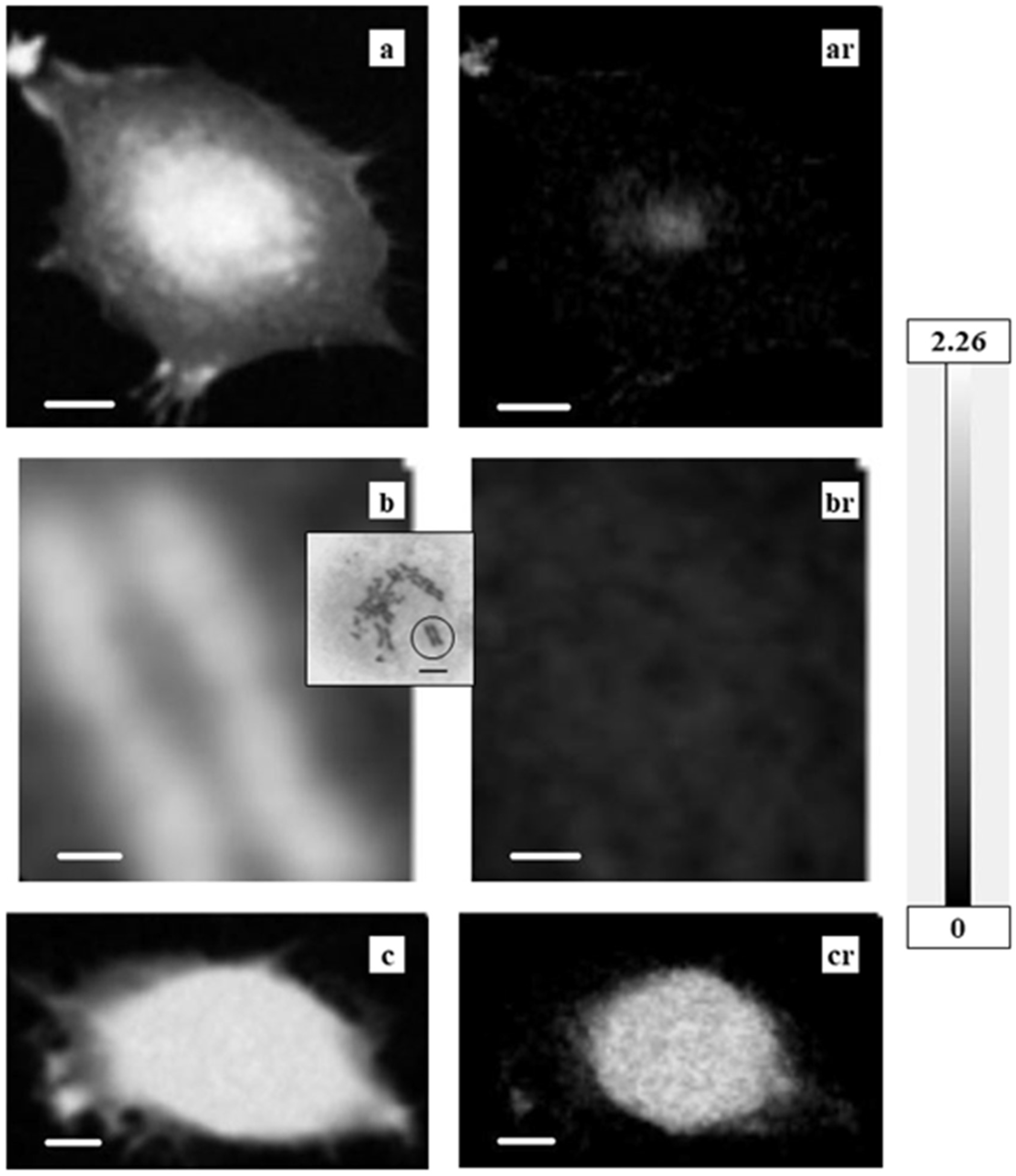Cells 08 00164 g002 Cells 08 00164 g002