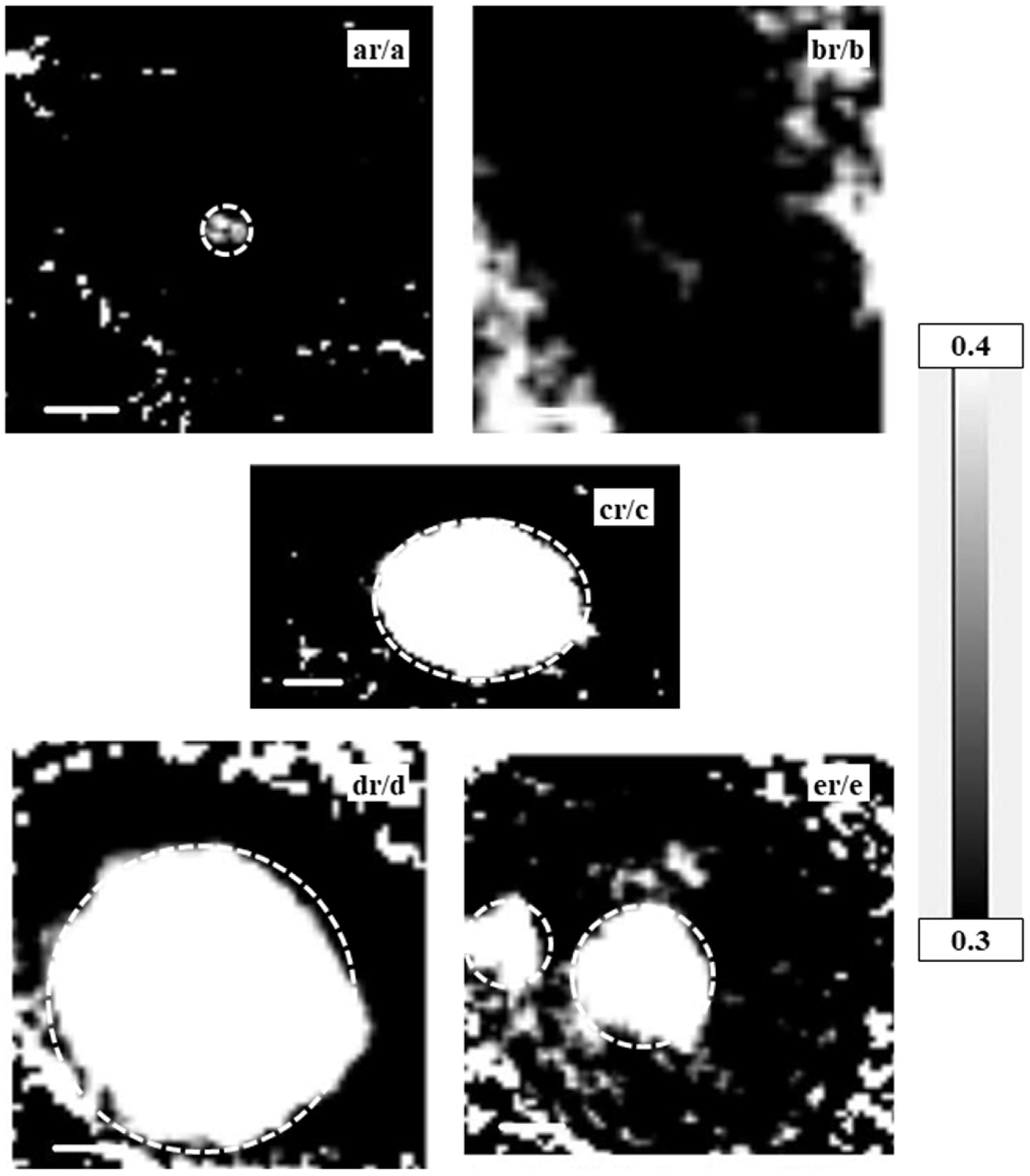 Cells 08 00164 g004 Cells 08 00164 g004