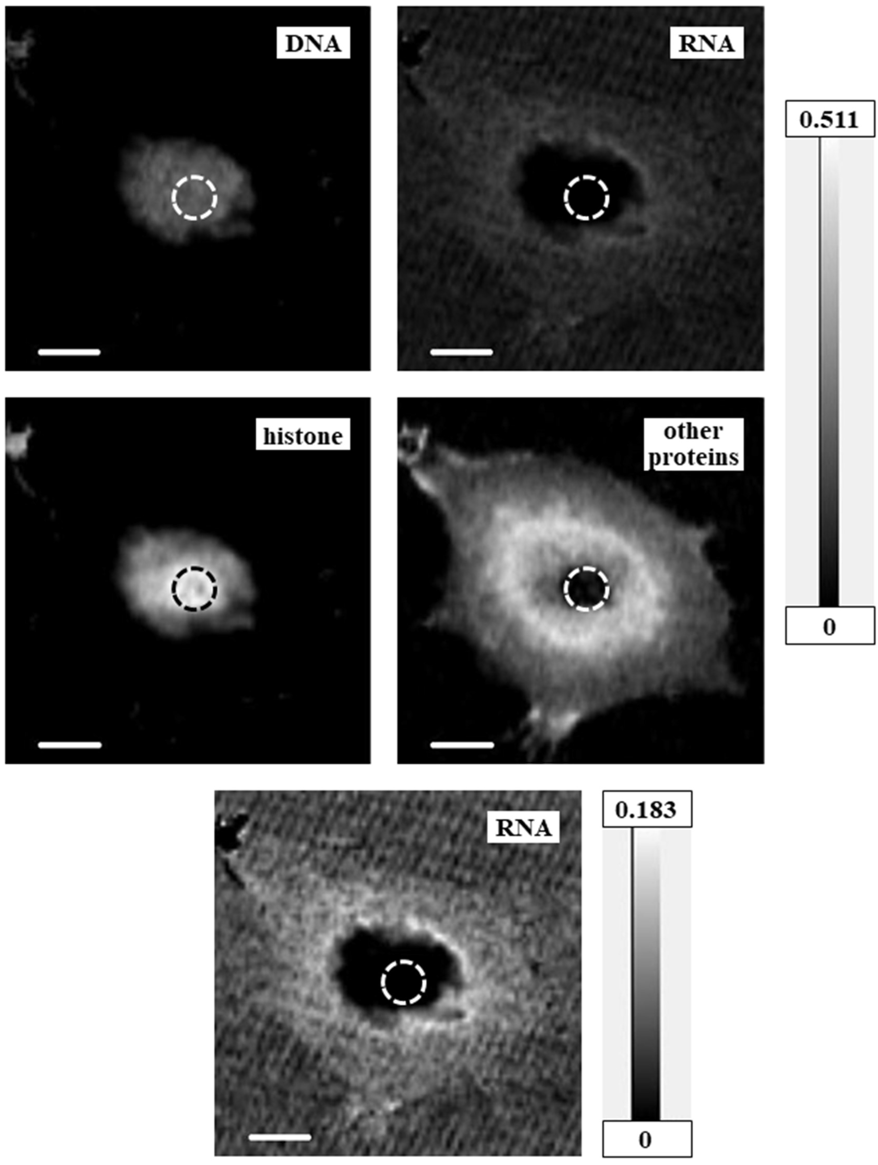Cells 08 00164 g005 Cells 08 00164 g005