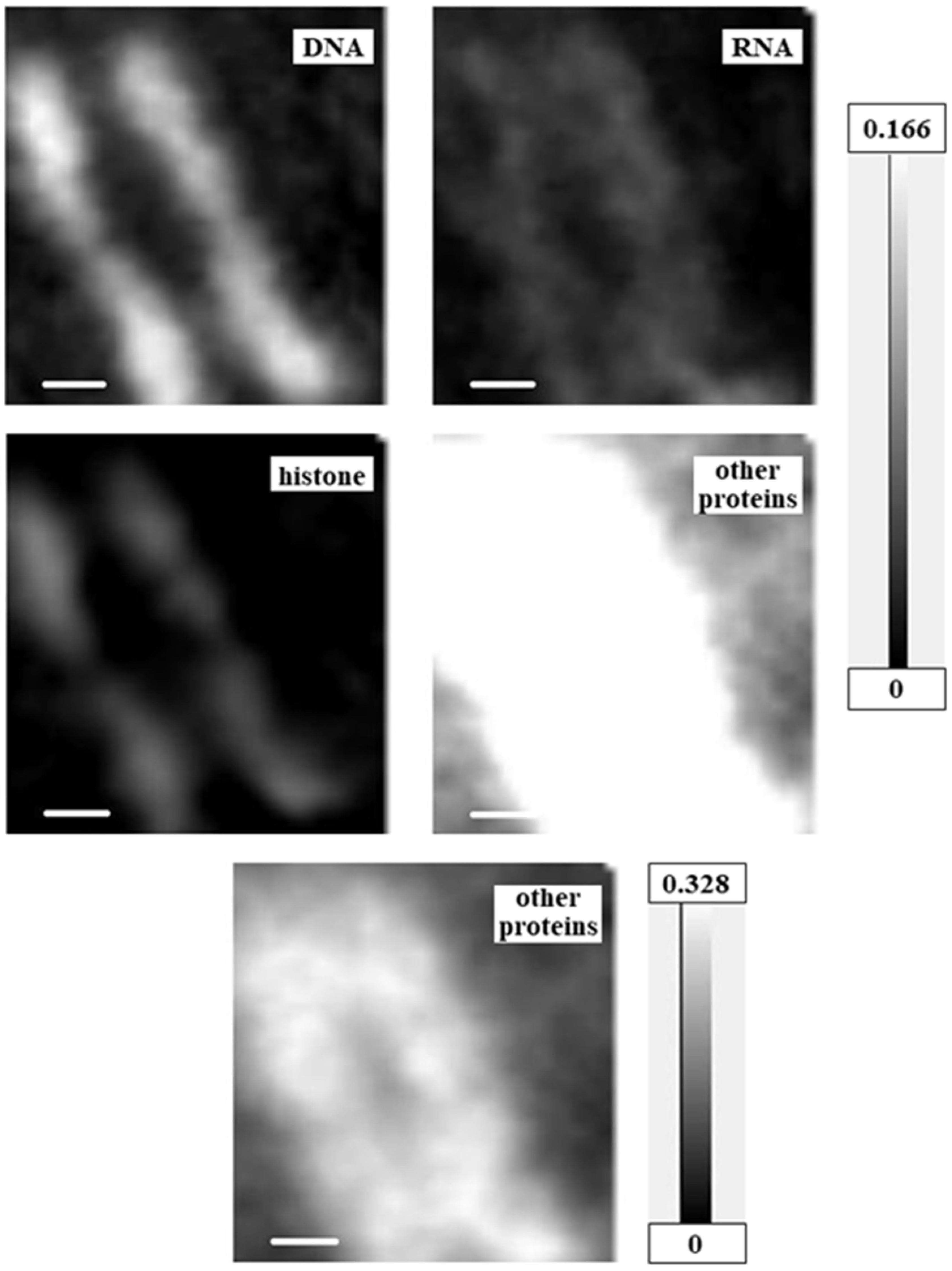 Cells 08 00164 g006 Cells 08 00164 g006