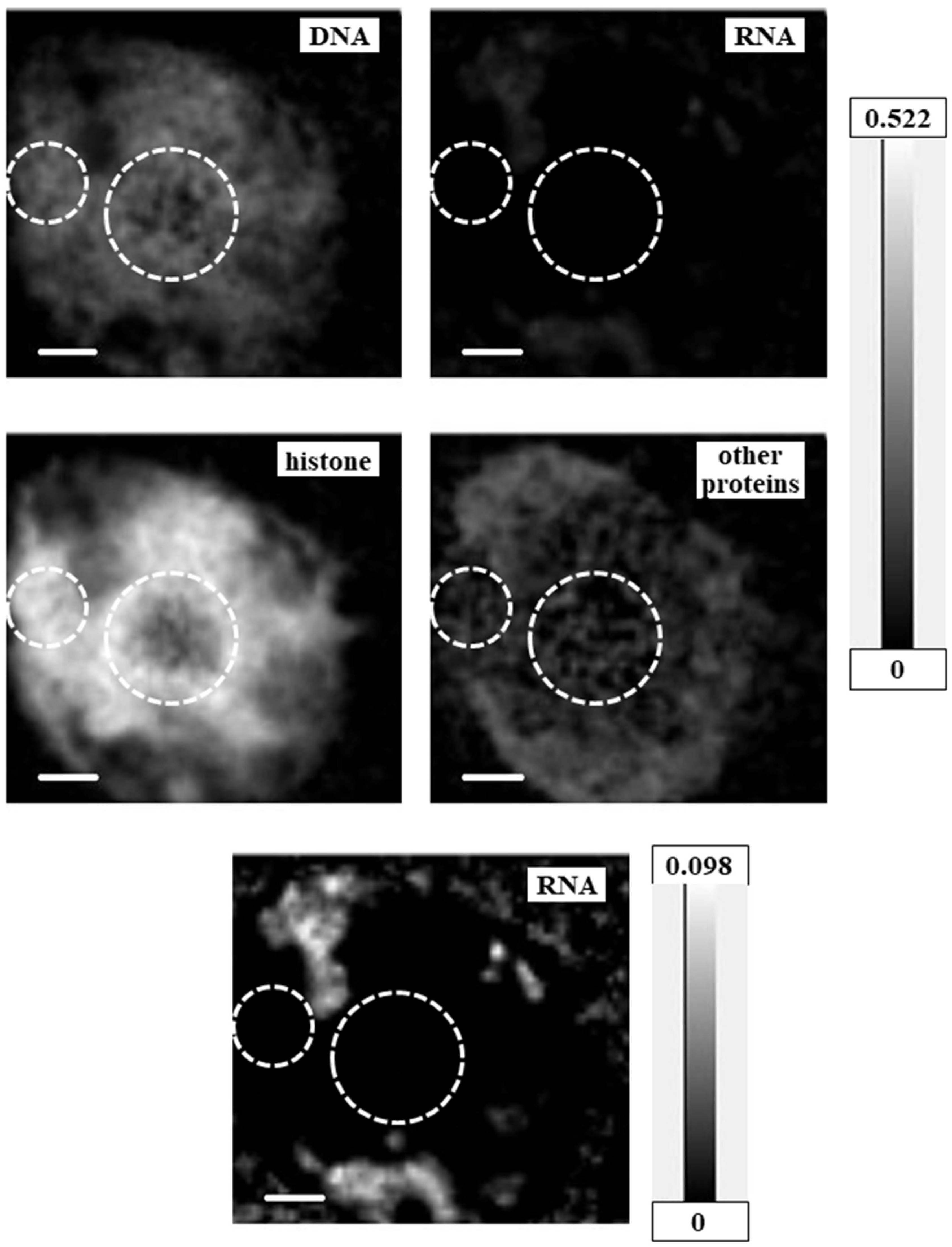 Cells 08 00164 g007 Cells 08 00164 g007