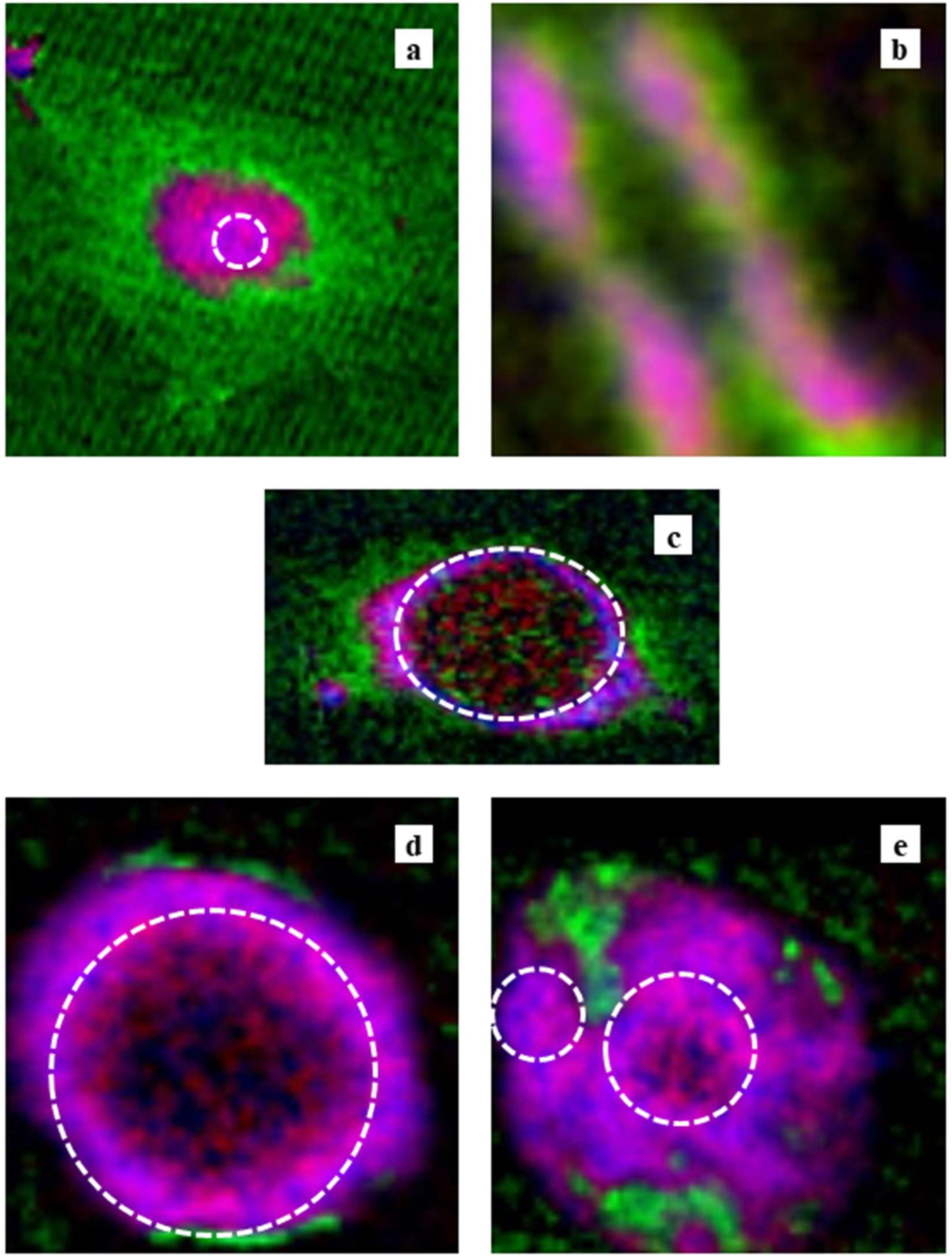 Cells 08 00164 g008 Cells 08 00164 g008