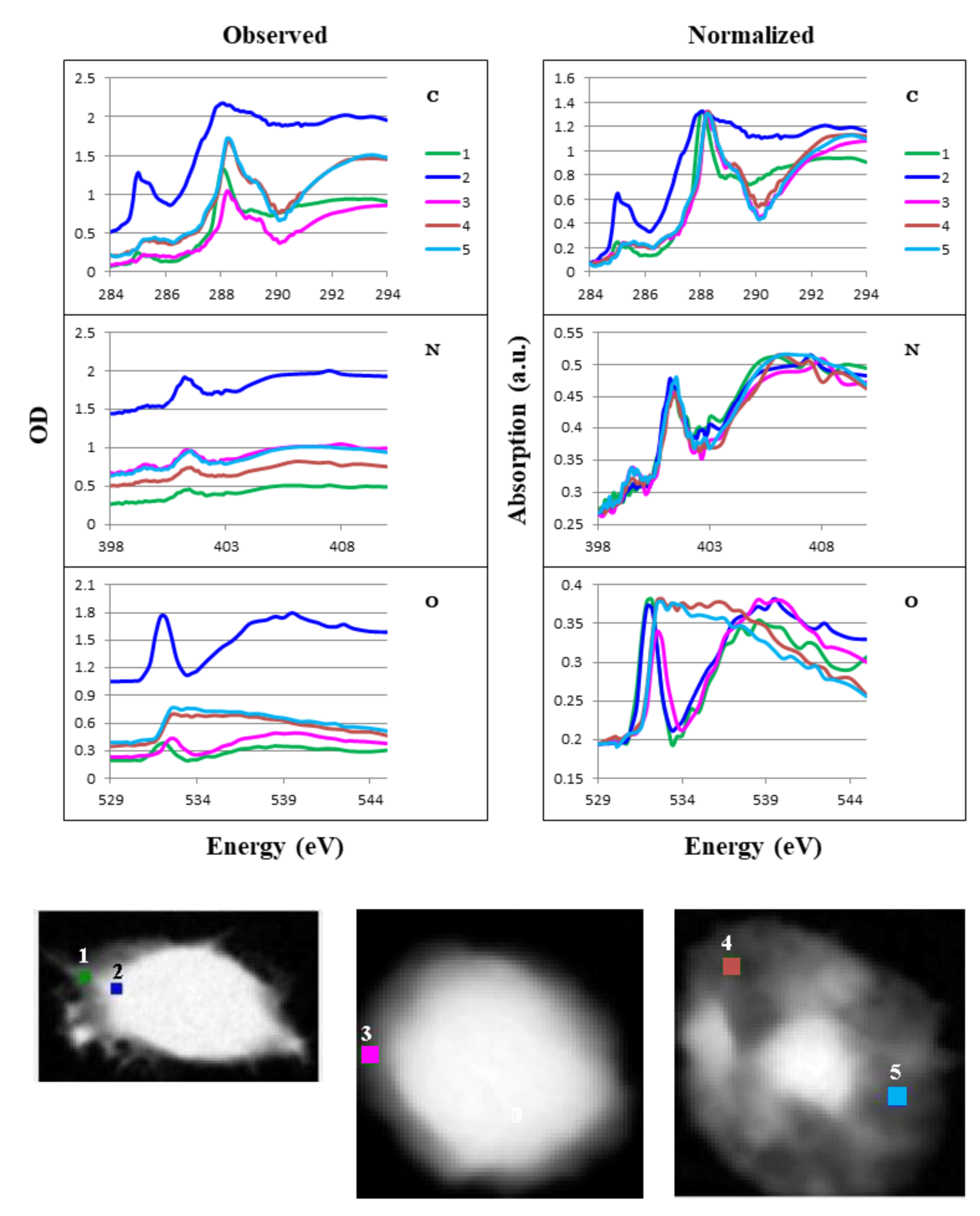 Cells 08 00164 g012 Cells 08 00164 g012