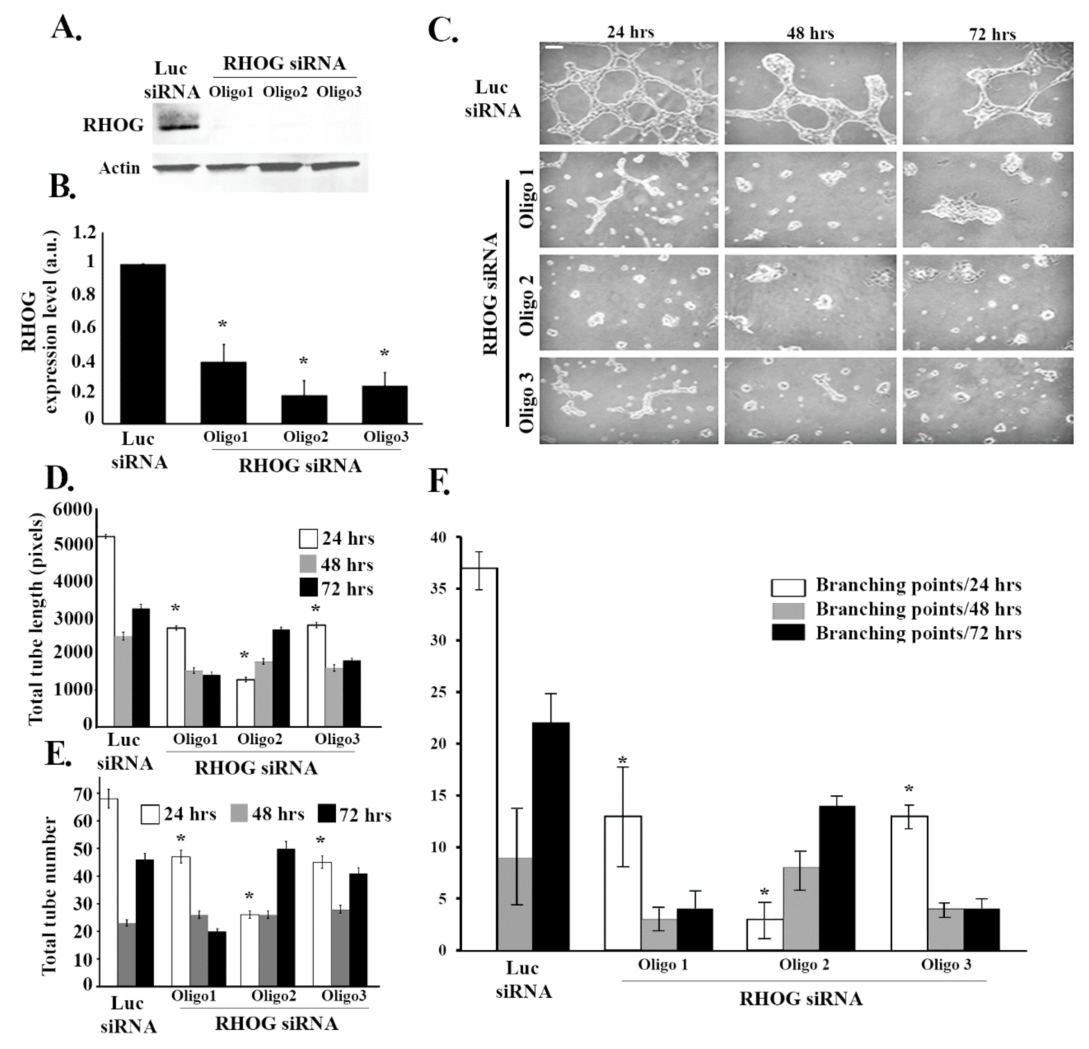 Cells 08 00171 g001
