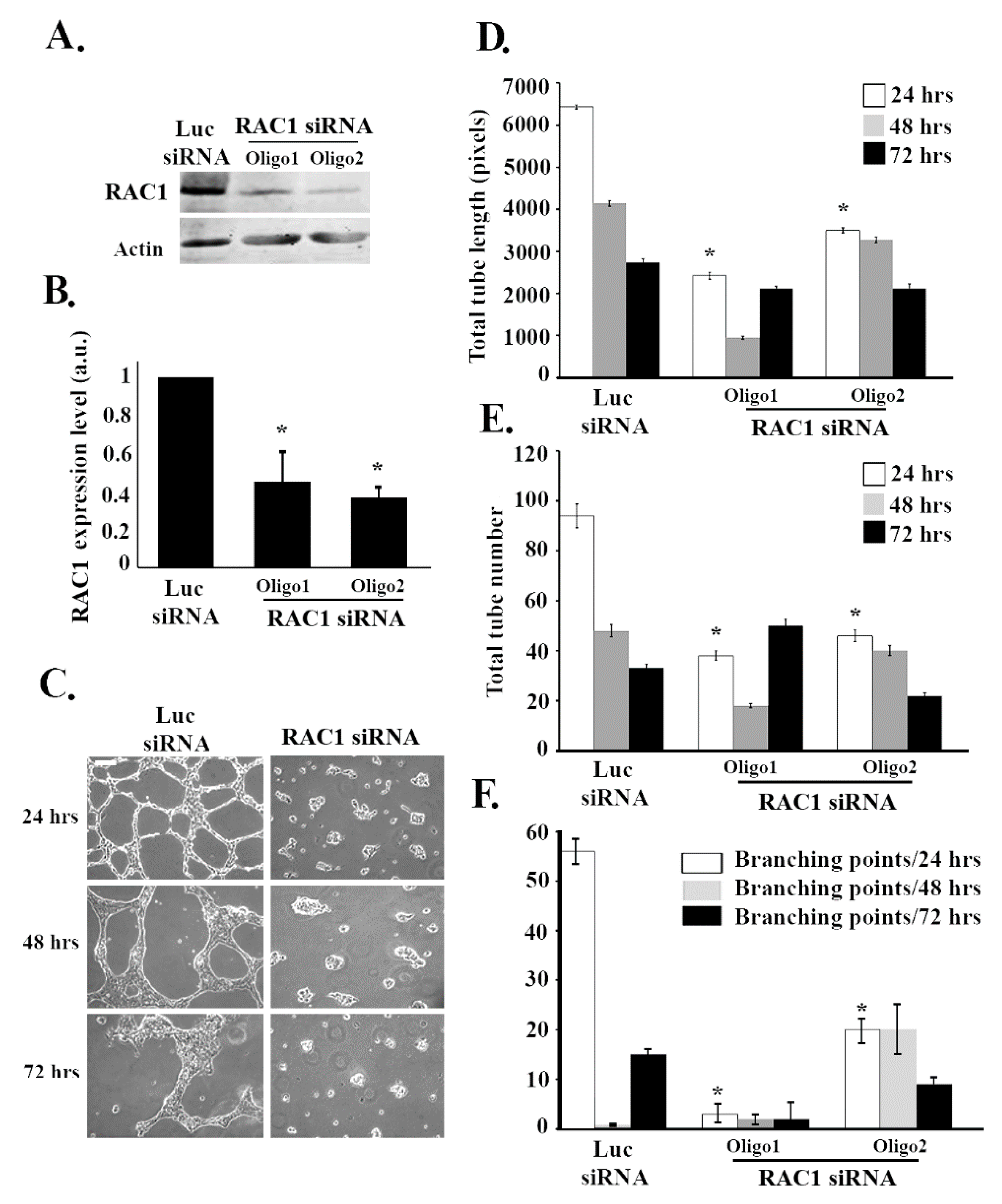 Cells 08 00171 g002