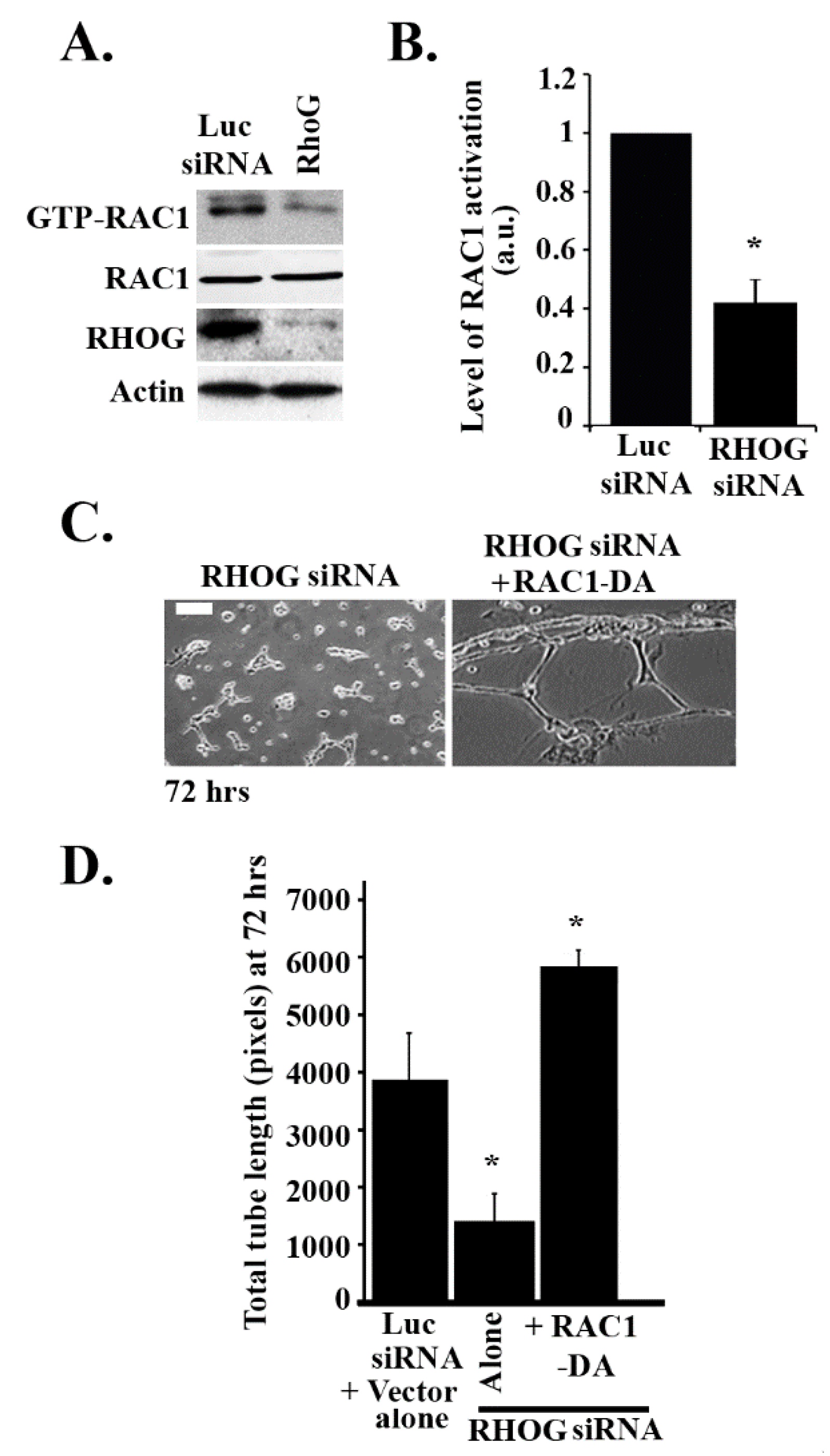 Cells 08 00171 g003