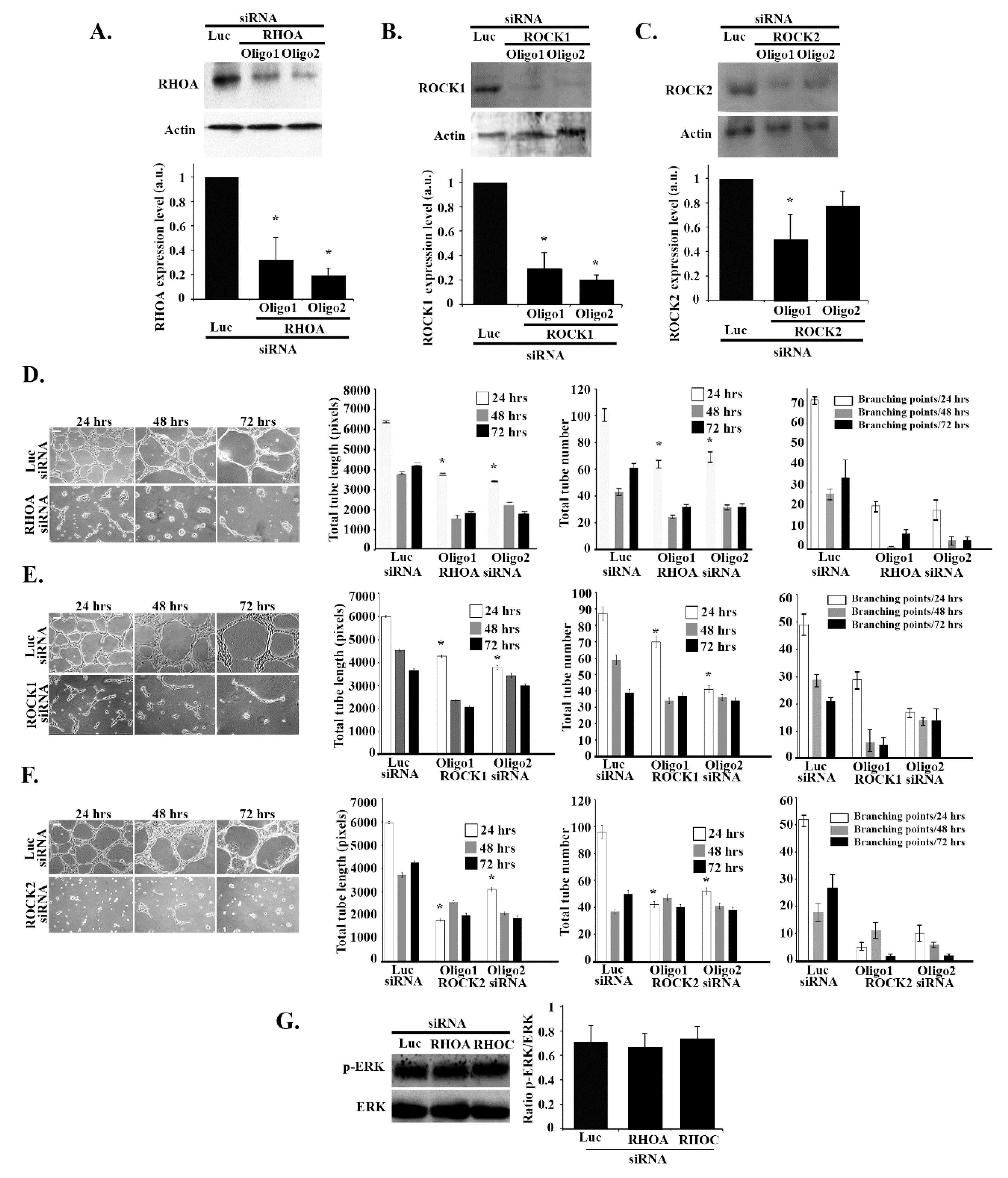 Cells 08 00171 g007