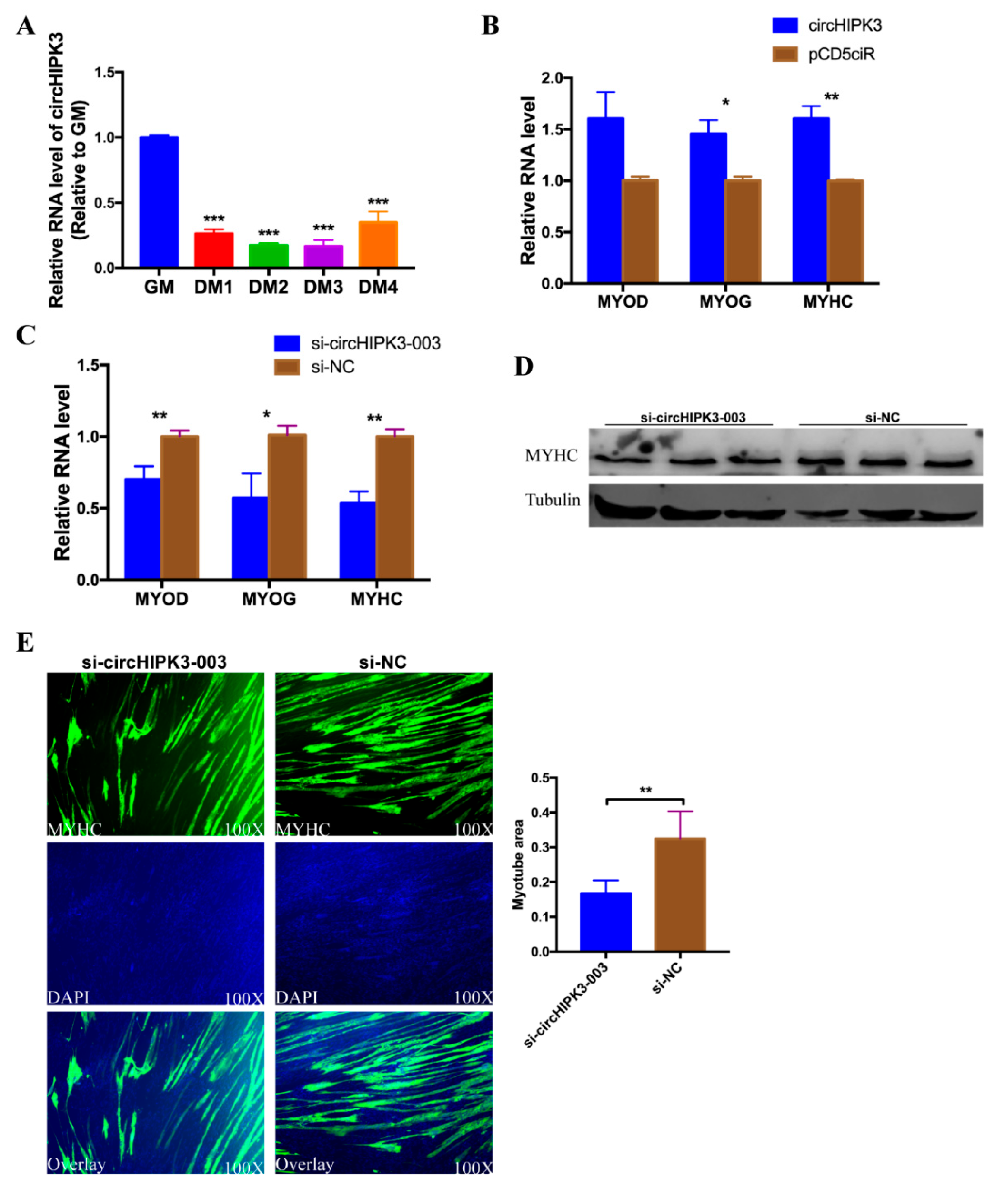 Cells 08 00177 g007 Cells 08 00177 g007