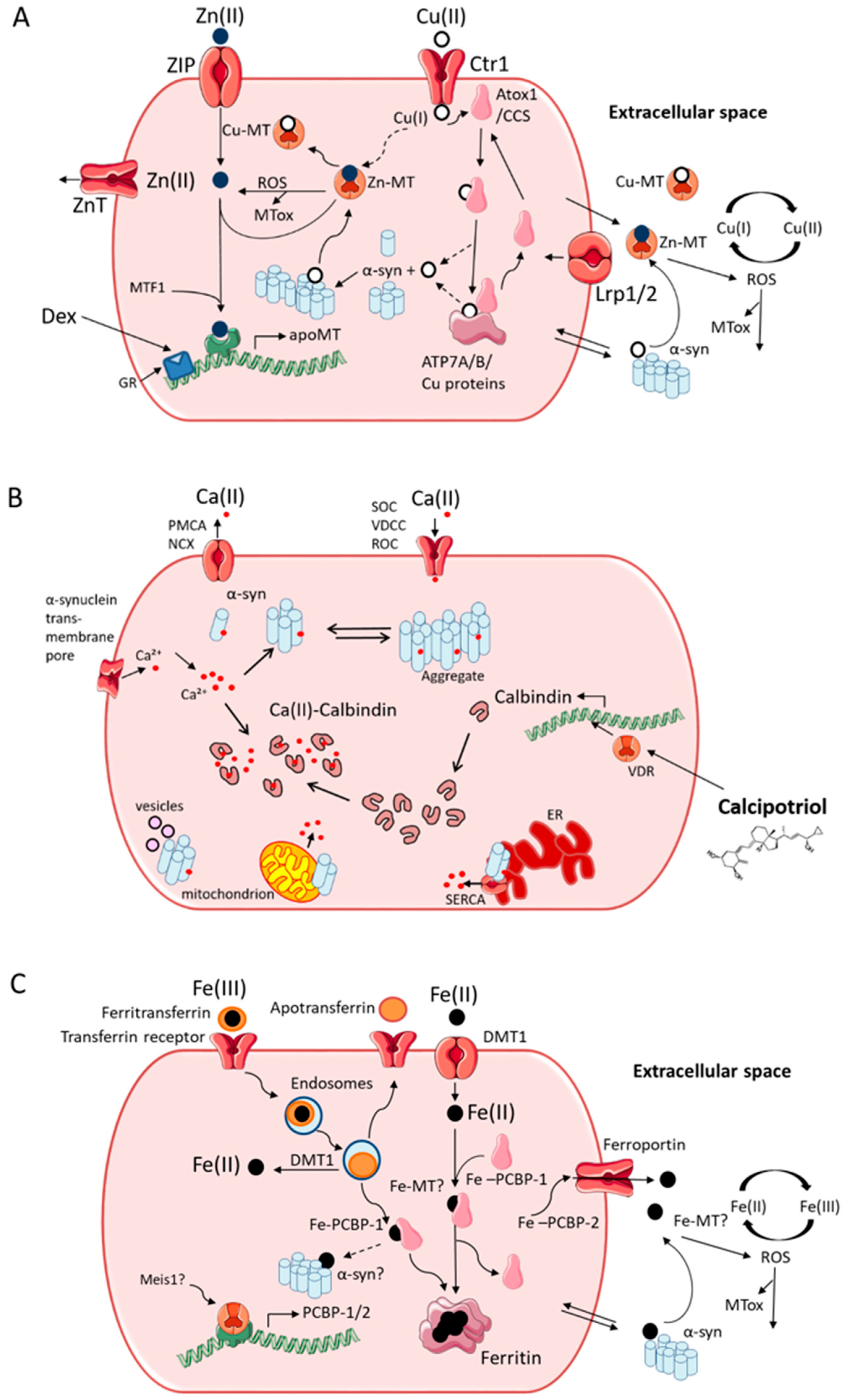 Cells 08 00179 g002 Cells 08 00179 g002