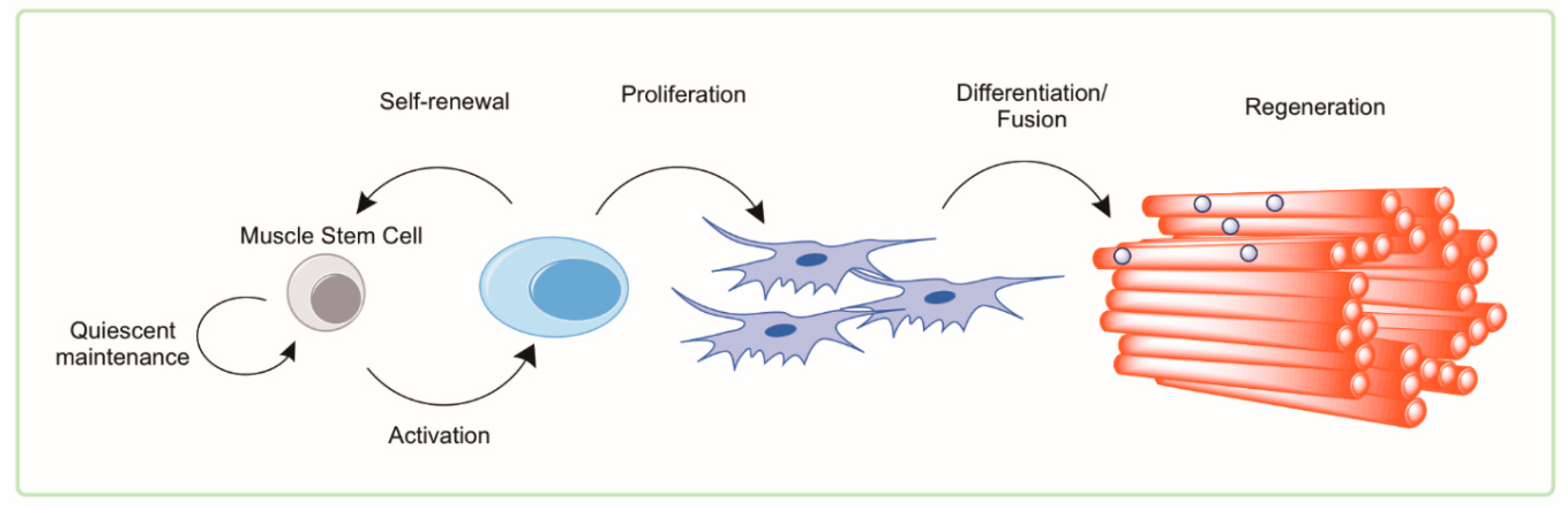 Cells | Free Full-Text | Autophagy as a Therapeutic Target to Enhance