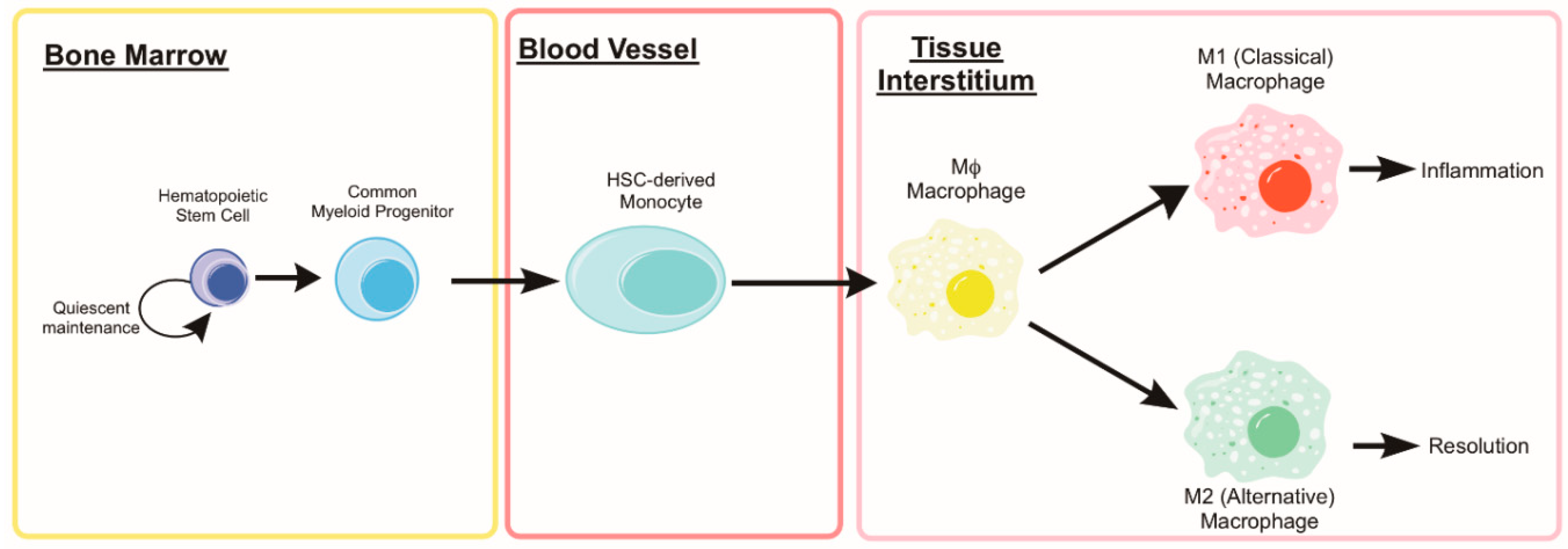 Cells 08 00183 g004