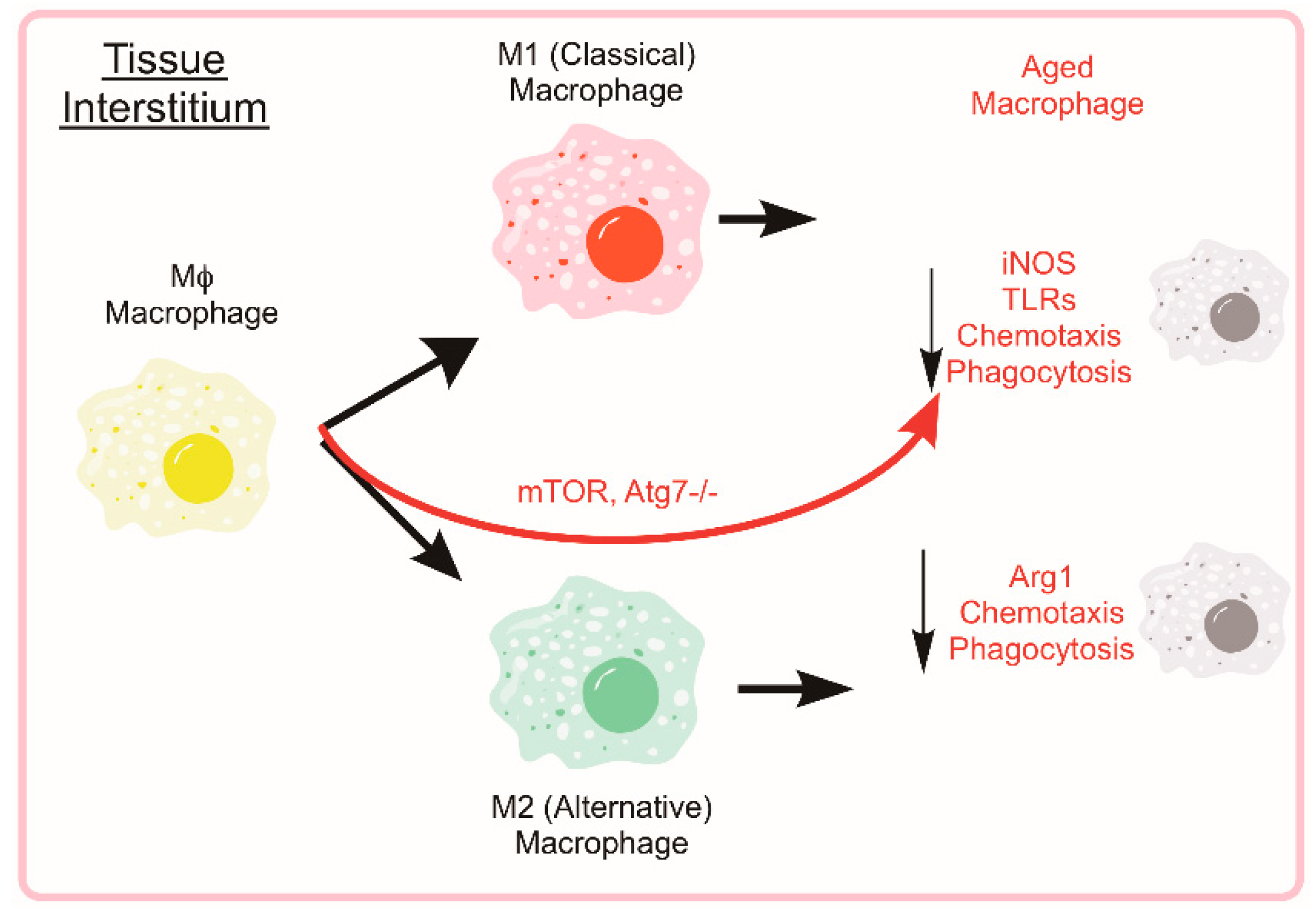 Cells 08 00183 g005