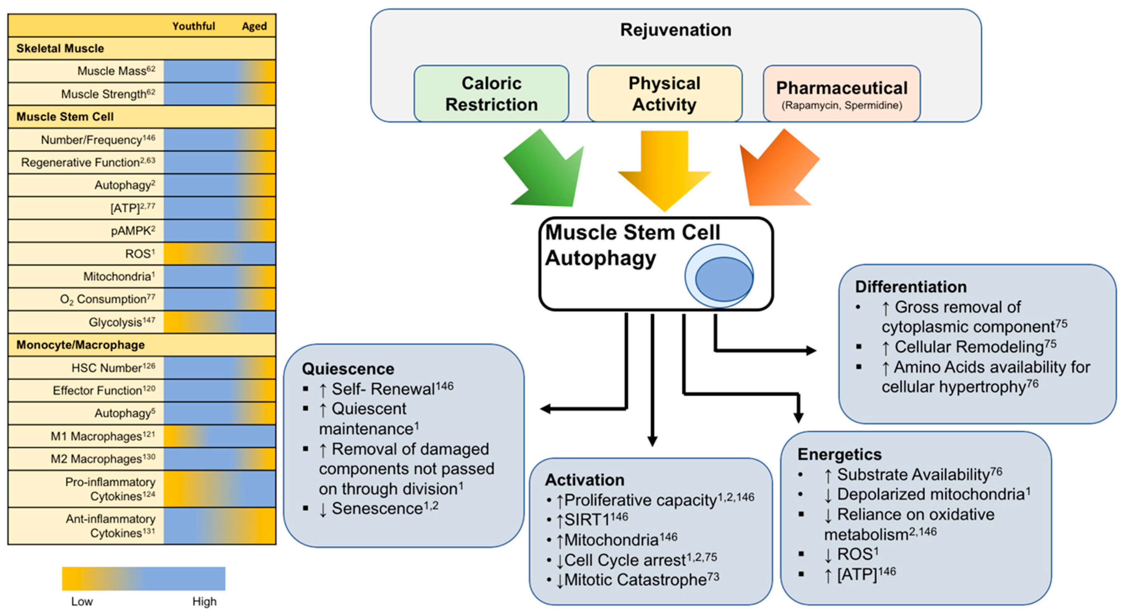 Cells Free Full Text Autophagy As A Therapeutic Target To Enhance Aged Muscle Regeneration Html Cells Free Full Text Autophagy As A Therapeutic Target To Enhance Aged Muscle Regeneration Html