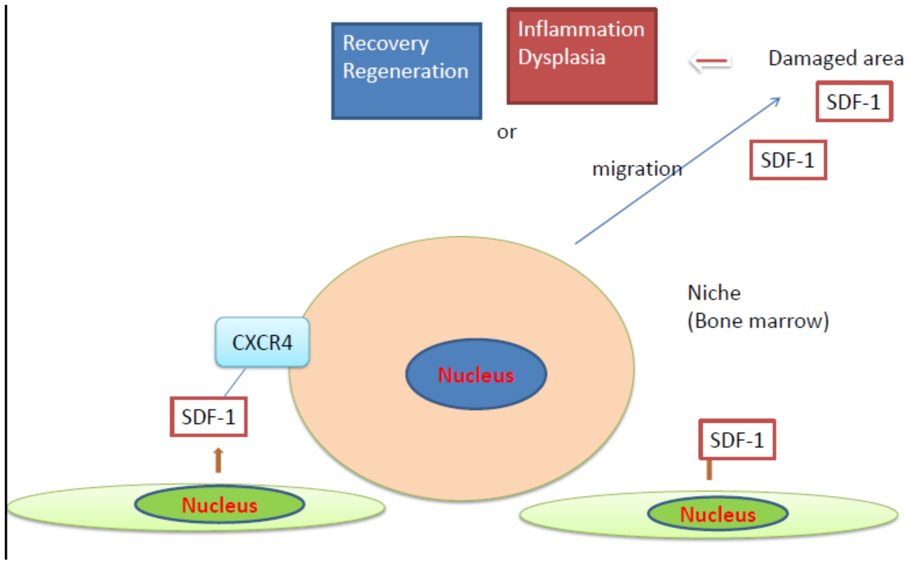 Involvement of CXCR4 in Normal and Abnormal Development