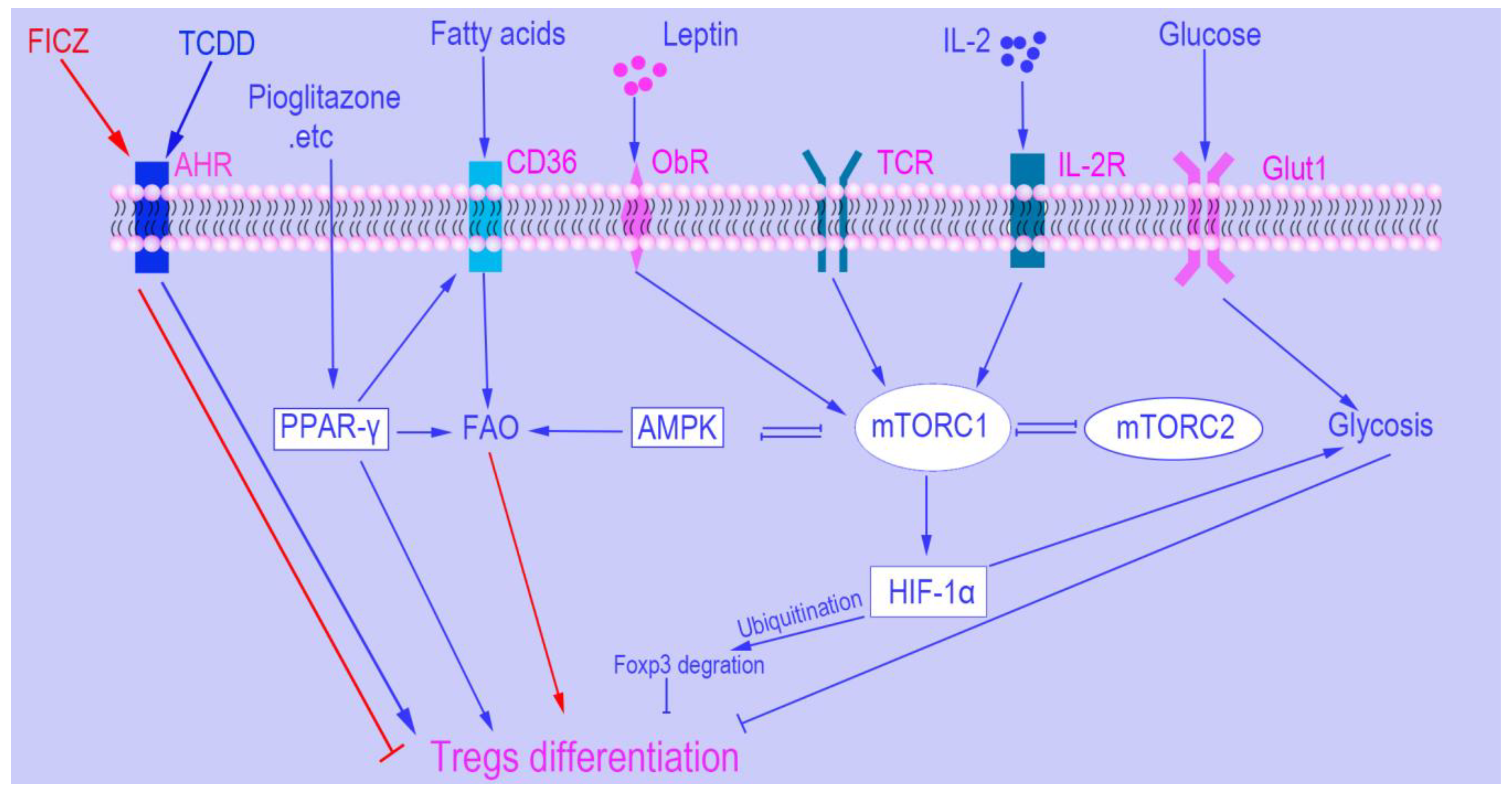 Cells 08 00188 g003 550