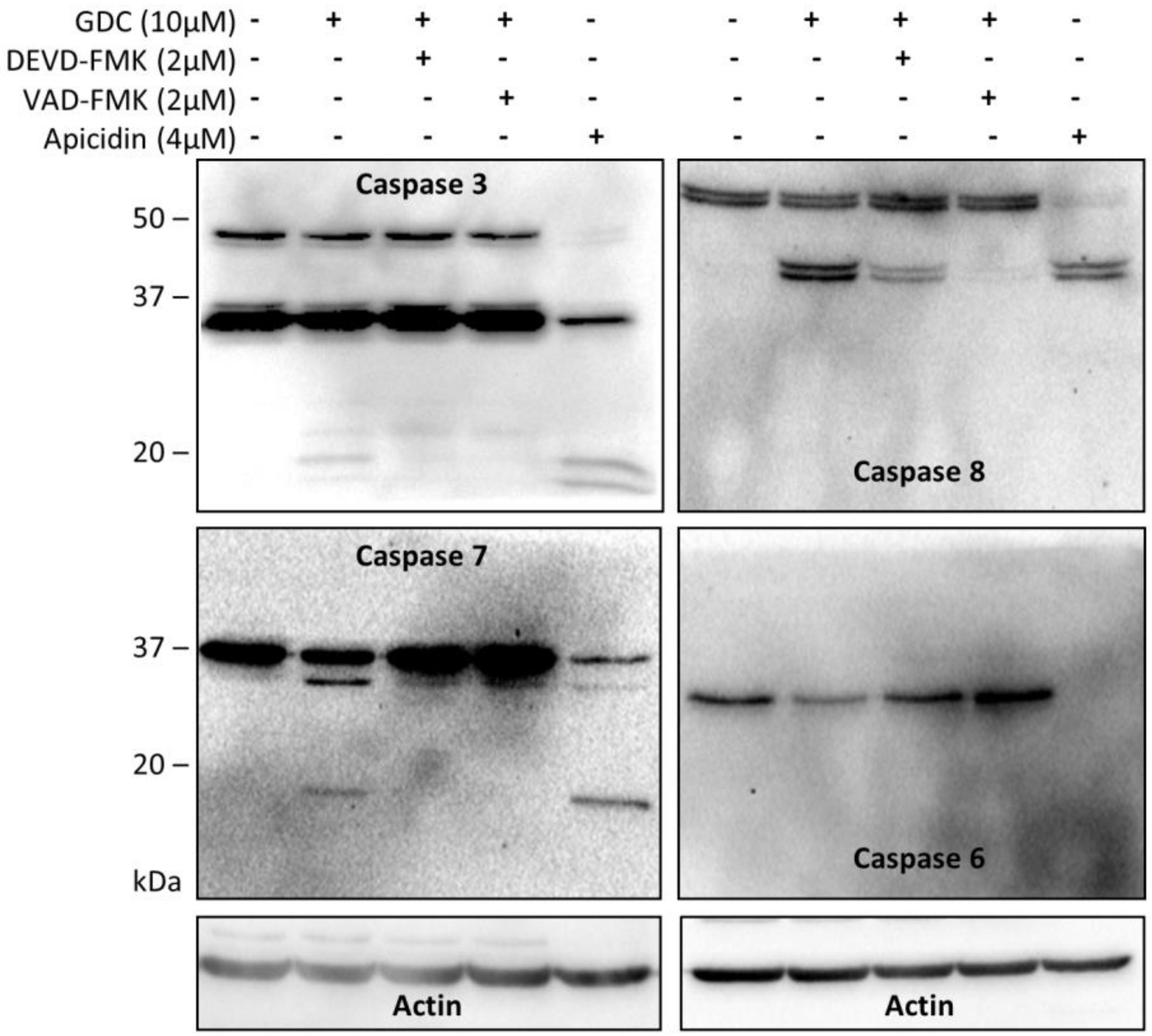 Cells 08 00191 g004 550