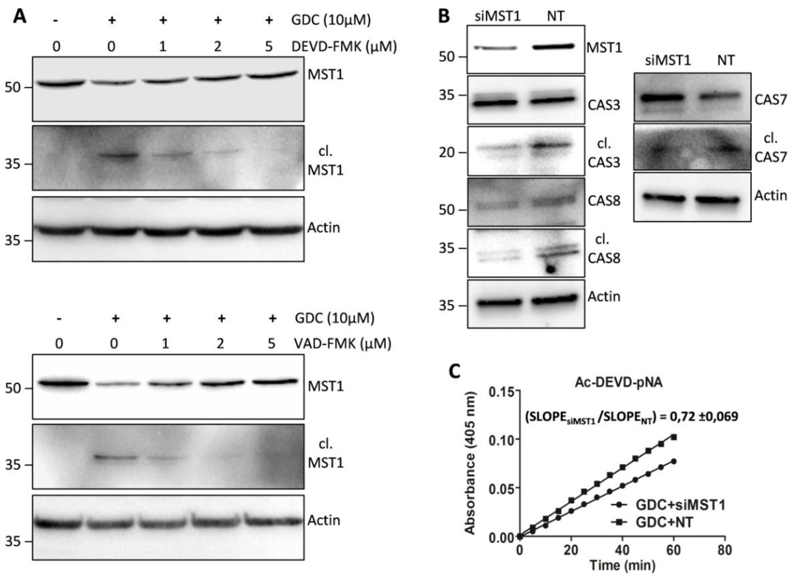 Cells 08 00191 g005 550