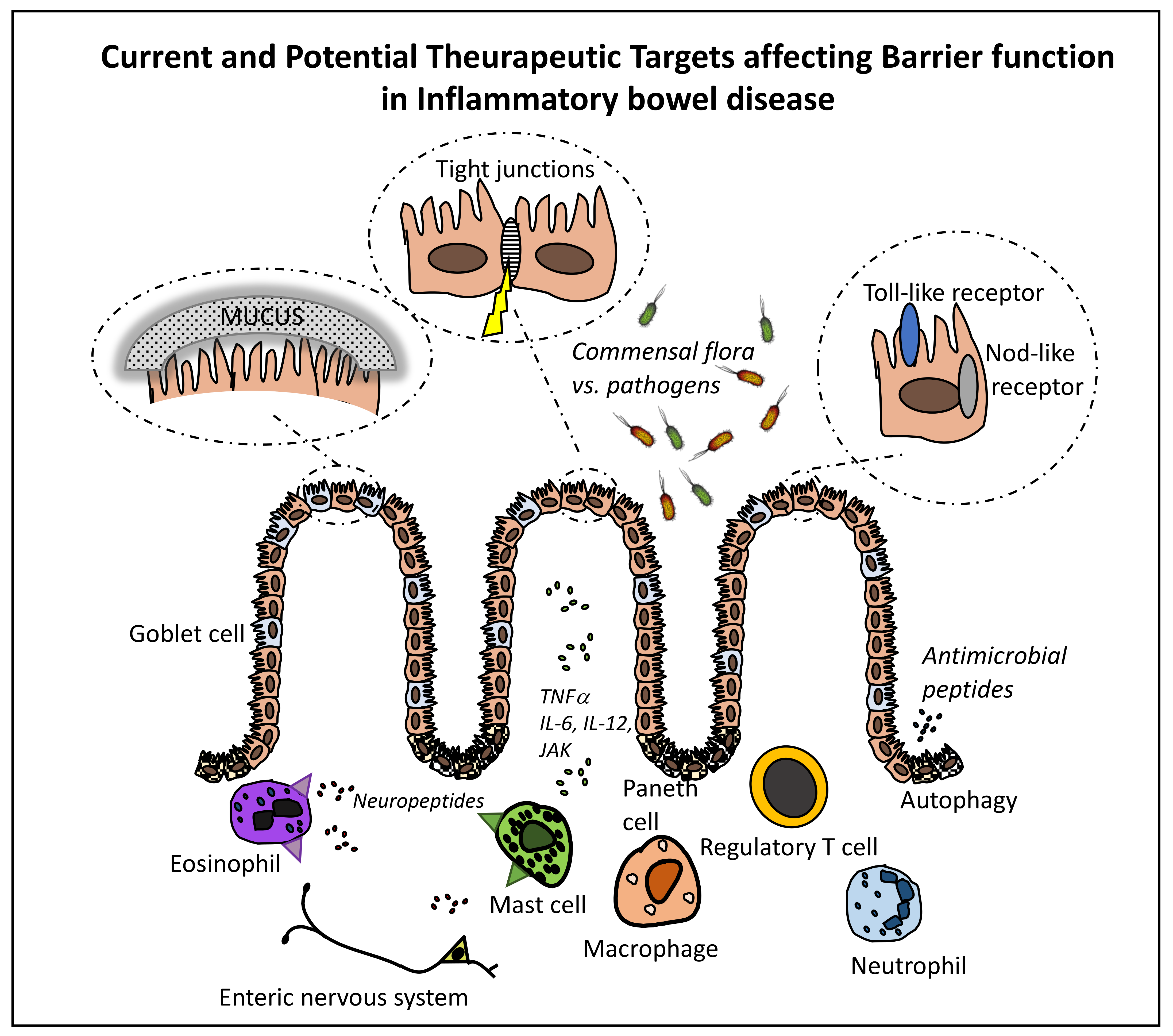 Cells | Free Full-Text | Cellular and Molecular Therapeutic Targets in