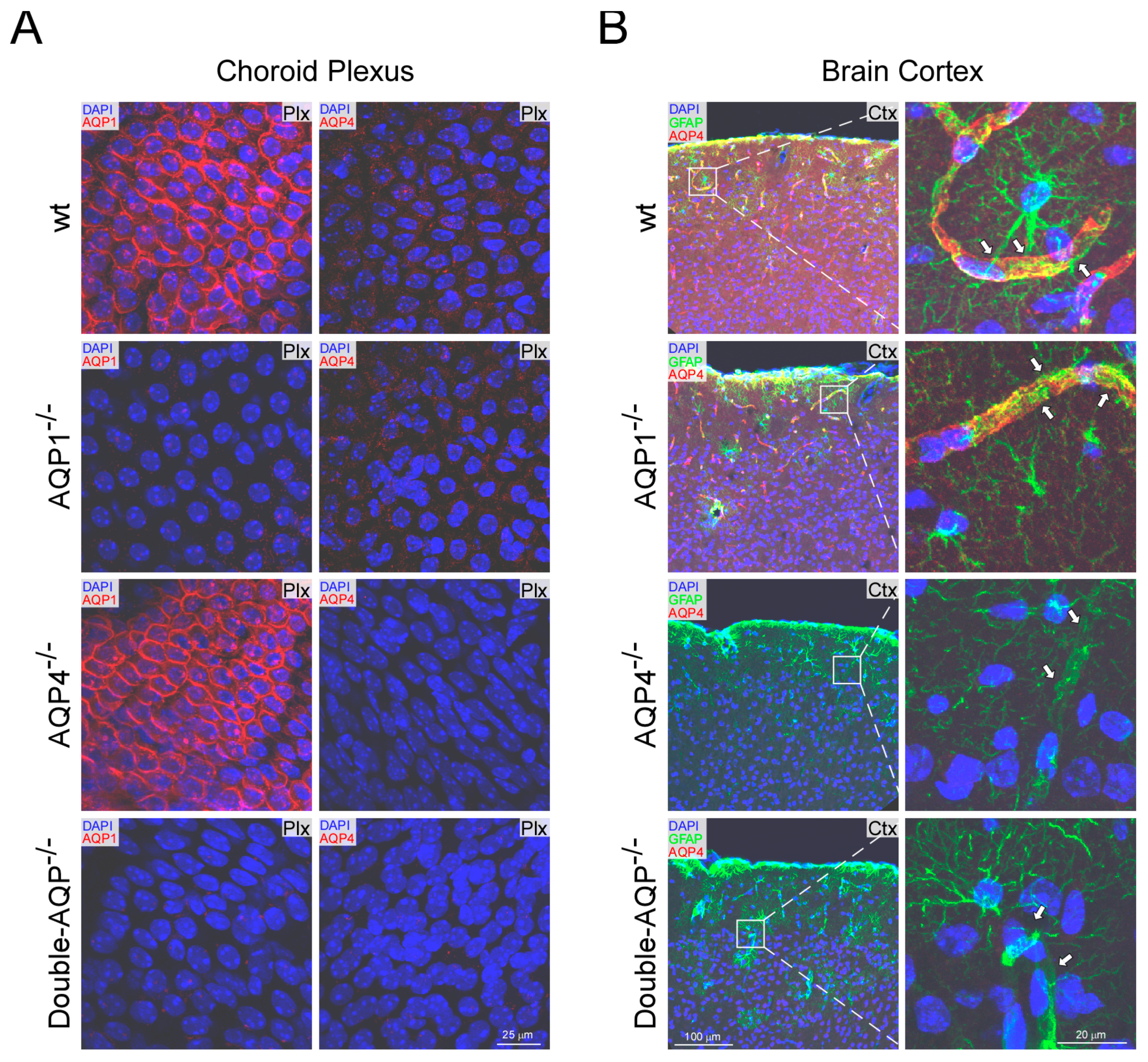 Cells 08 00197 g001 Cells 08 00197 g001