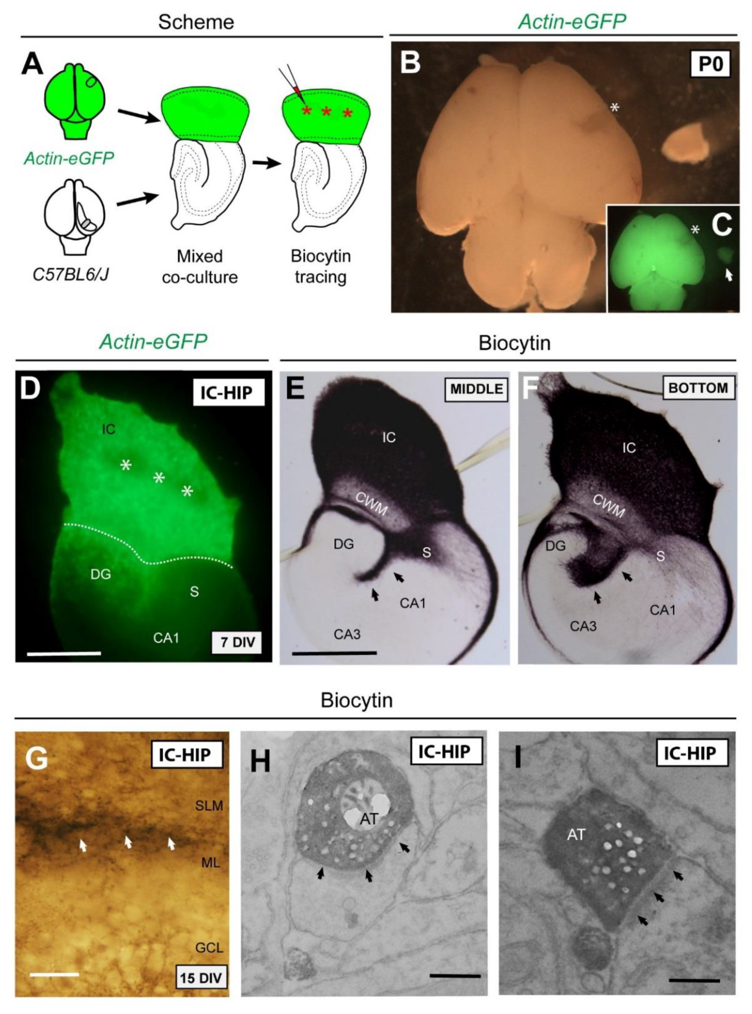 Cells 08 00206 g003 Cells 08 00206 g003