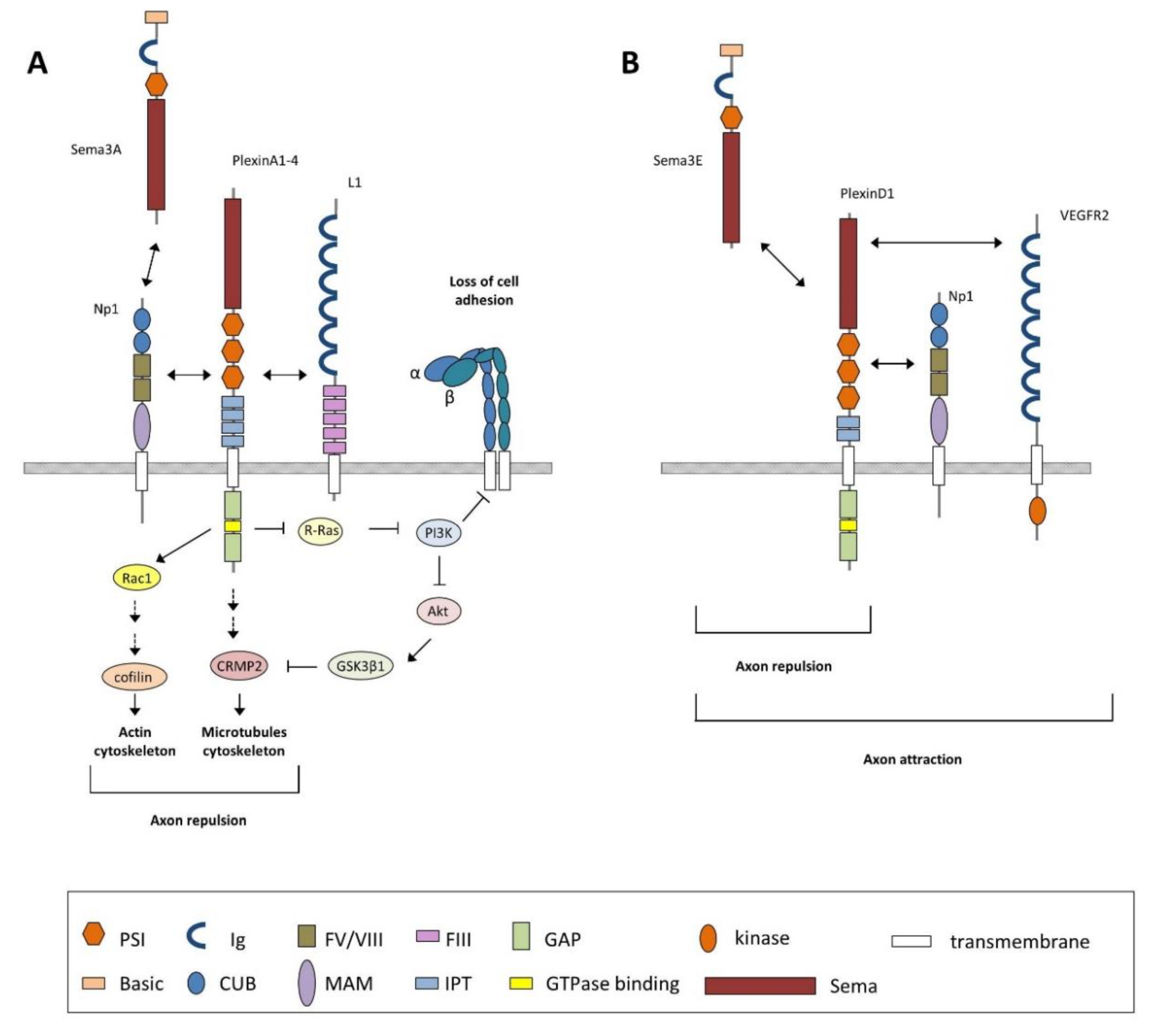 Cells 08 00206 g004 Cells 08 00206 g004