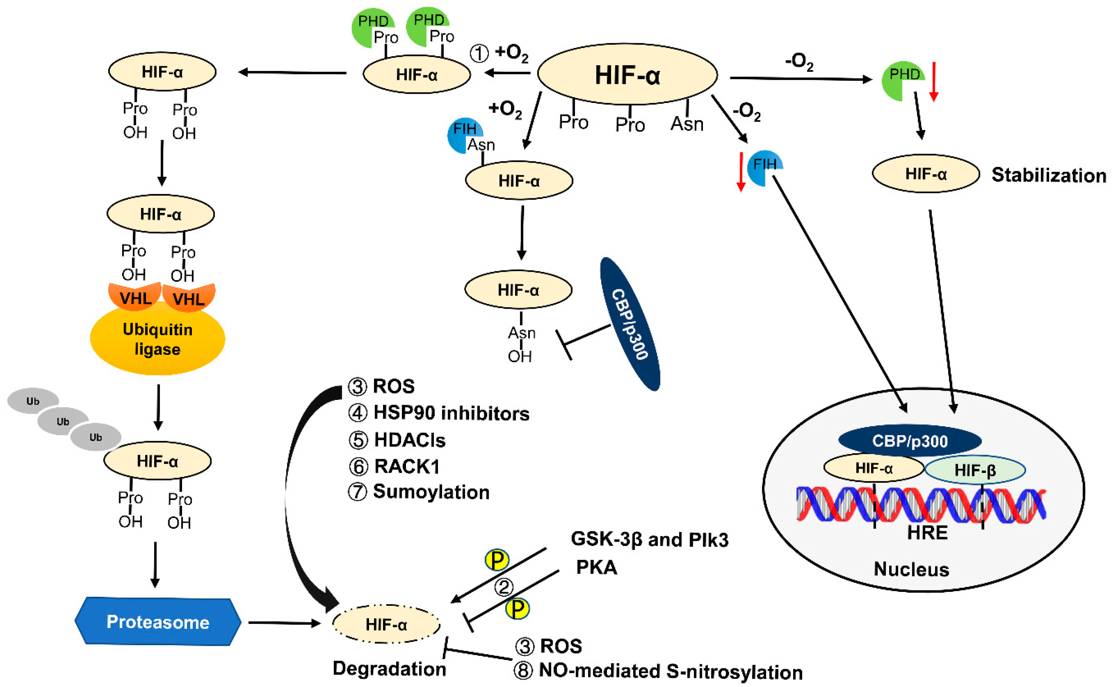 Cells Free Full Text Hypoxia And Hypoxia Inducible Factors In Kidney Injury And Repair Html