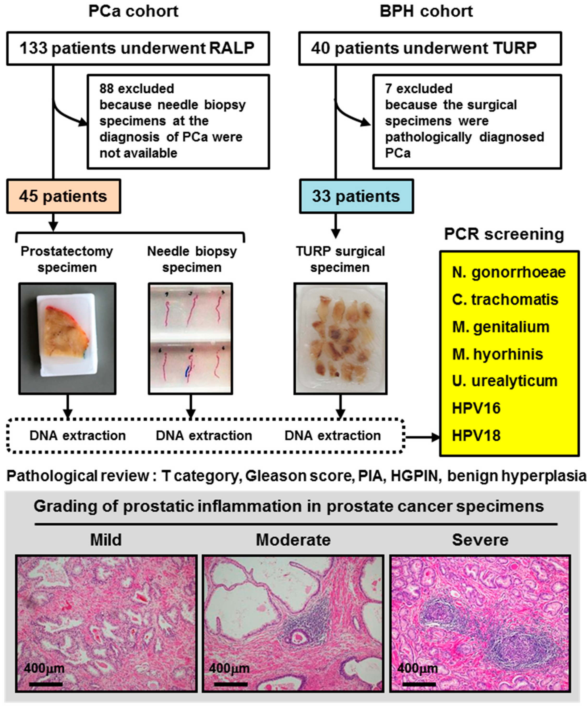 Cells 08 00212 g001 Cells 08 00212 g001