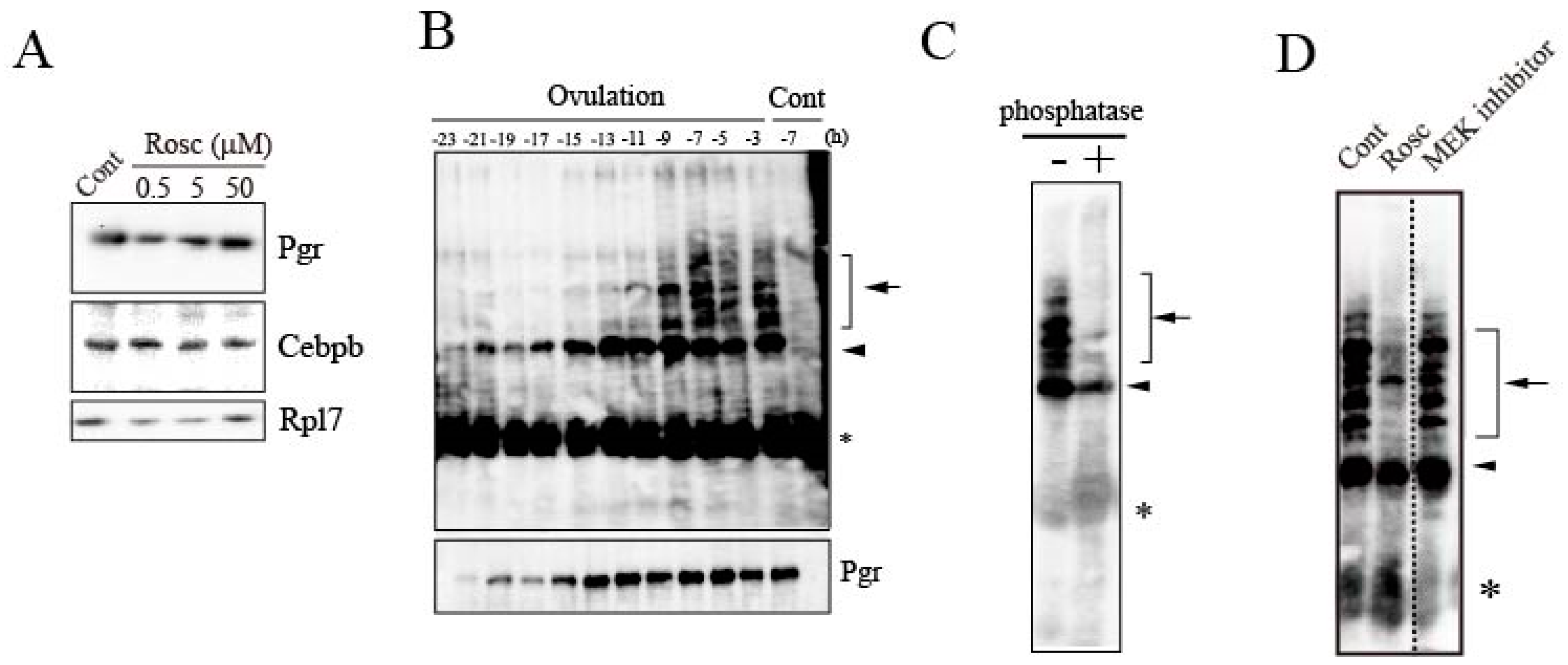 Cells 08 00215 g003