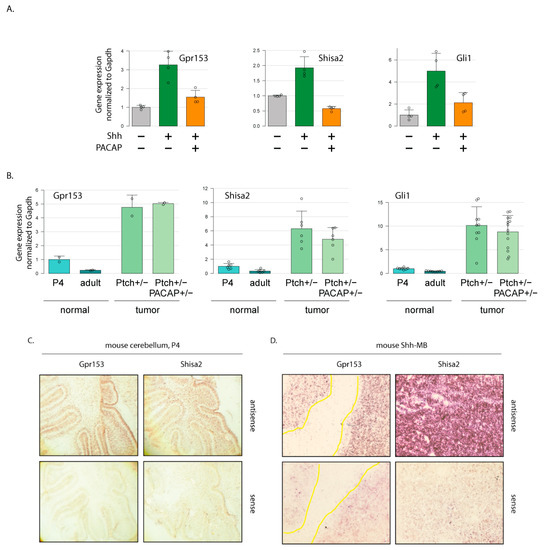 Differential Expression of Mitochondrial Biogenesis Markers in Mouse ...