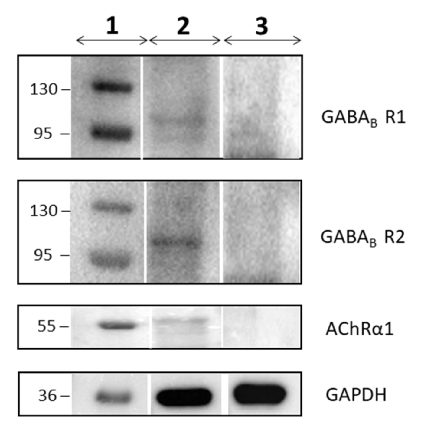 Cells 08 00219 g004 Cells 08 00219 g004