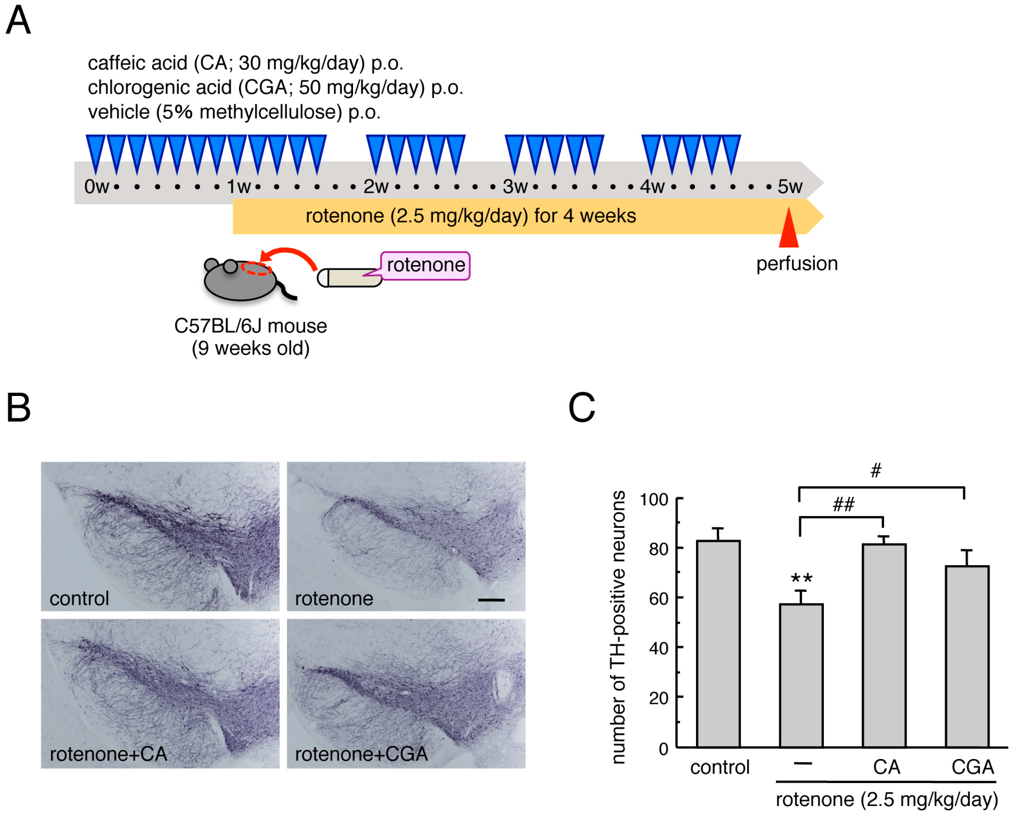 Cells 08 00221 g001
