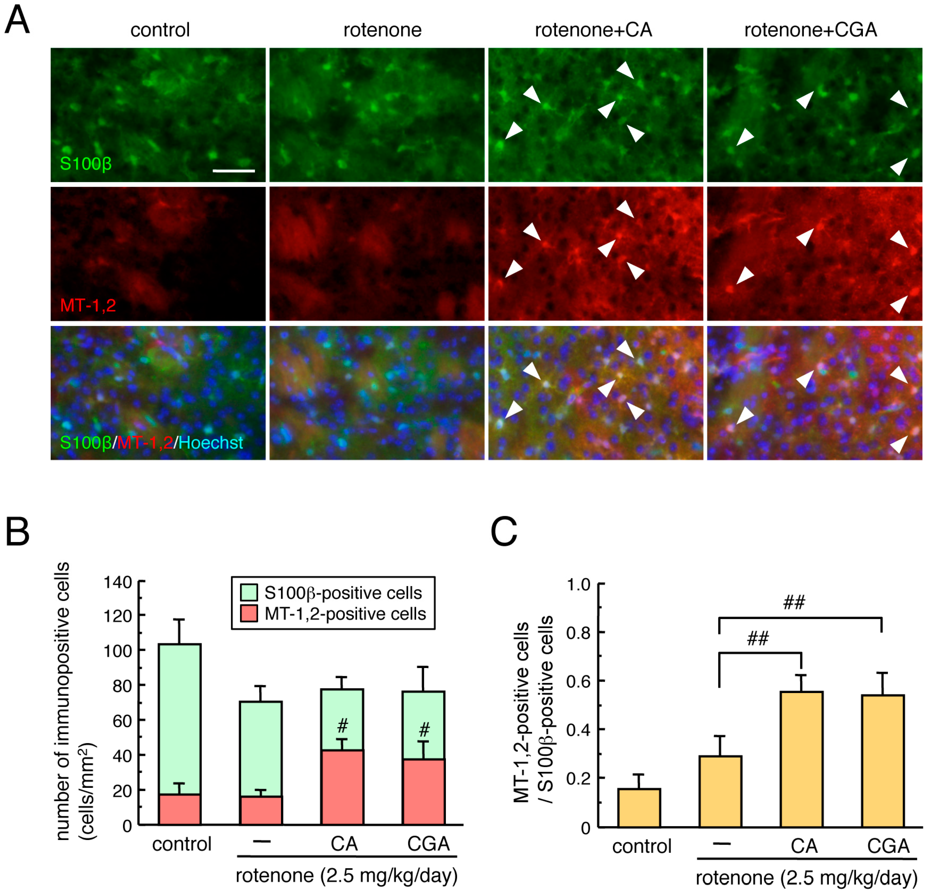 Cells 08 00221 g002