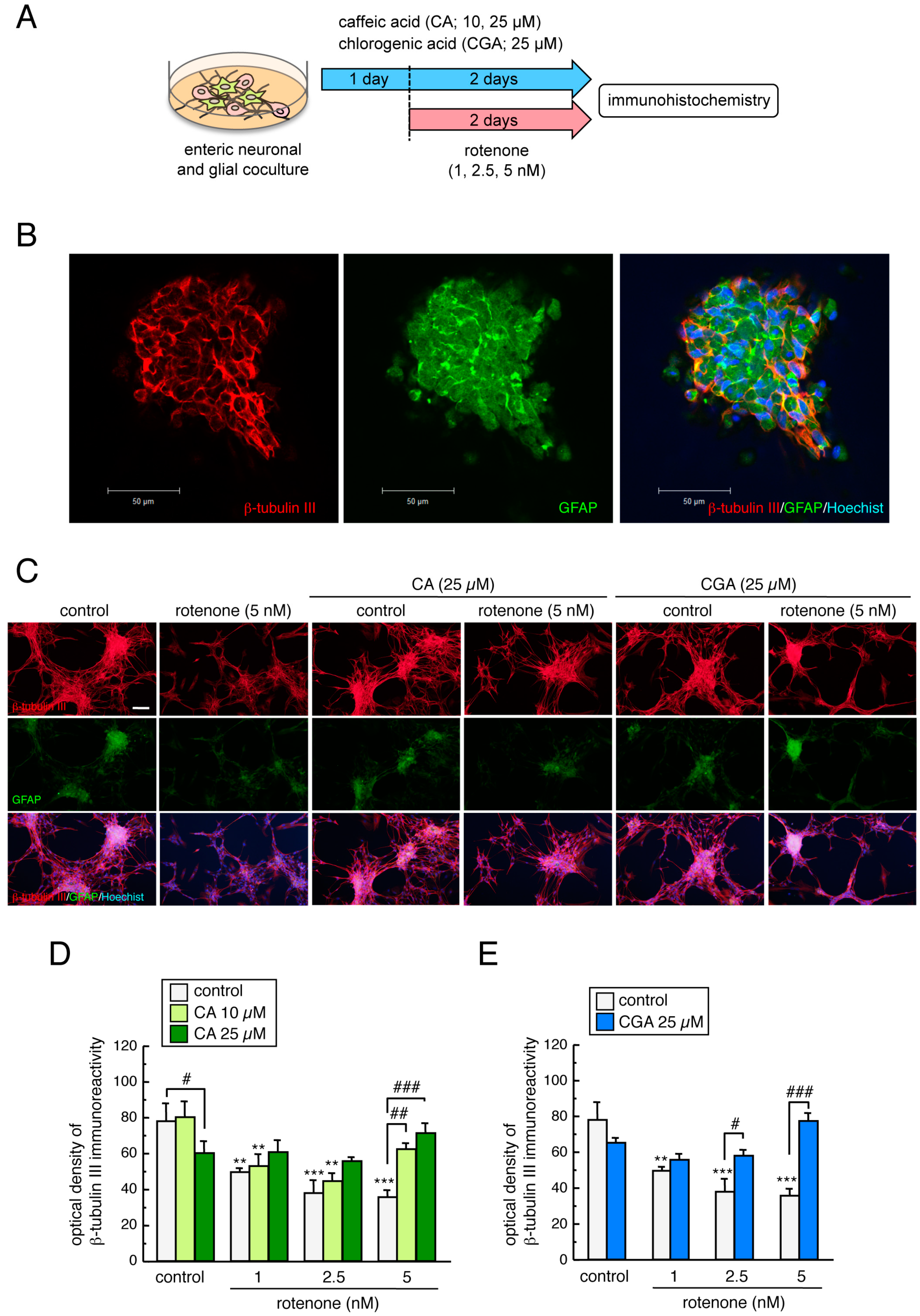 Cells 08 00221 g007
