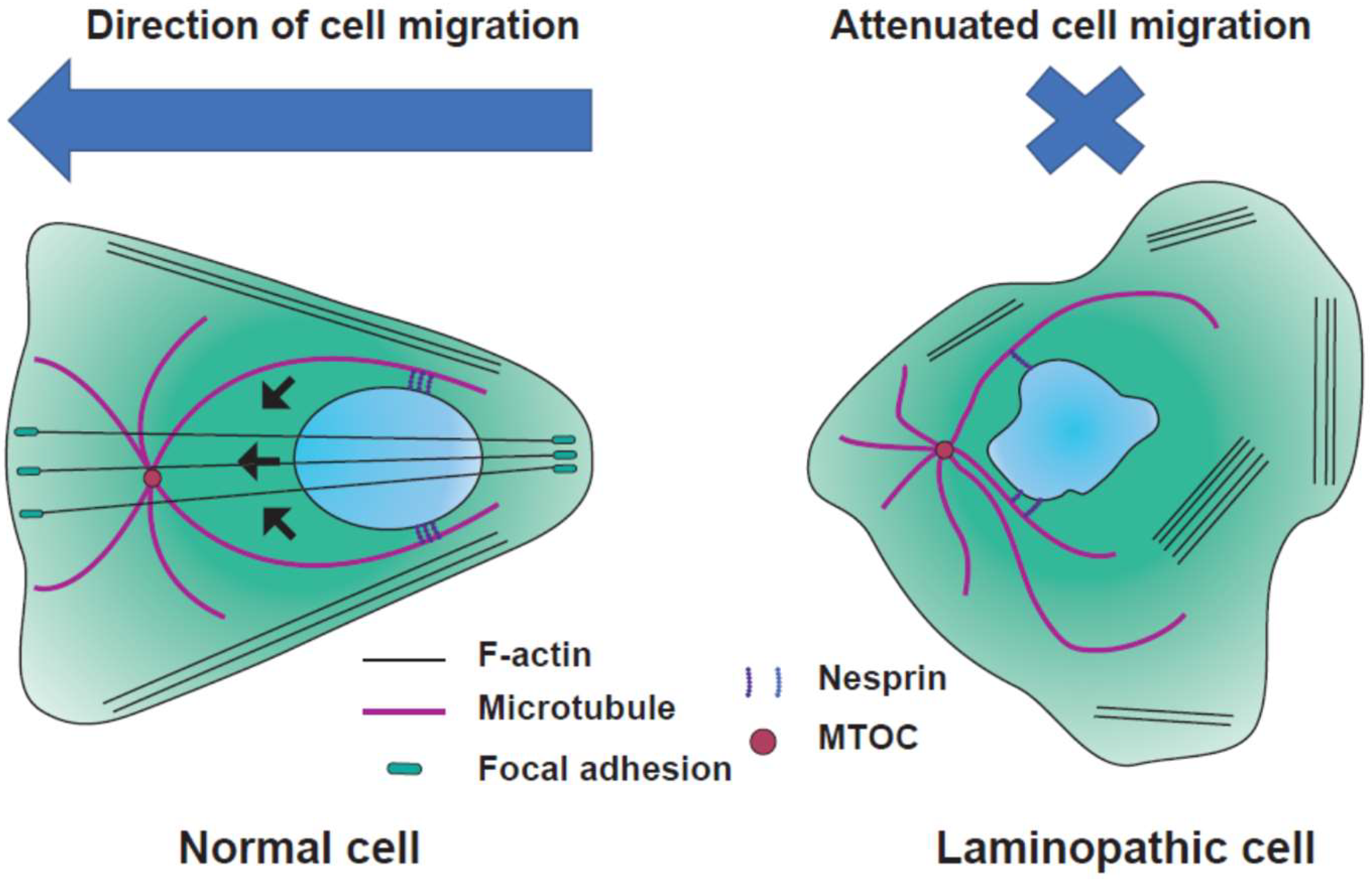 Cells 08 00231 g002