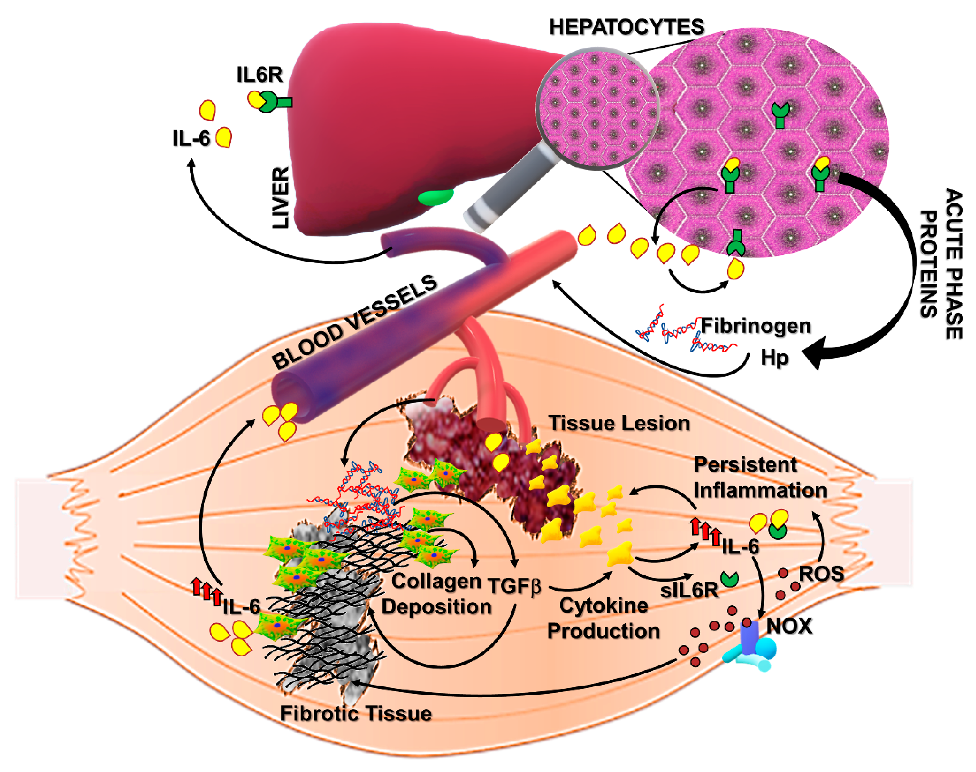 Cells 08 00232 g002 Cells 08 00232 g002