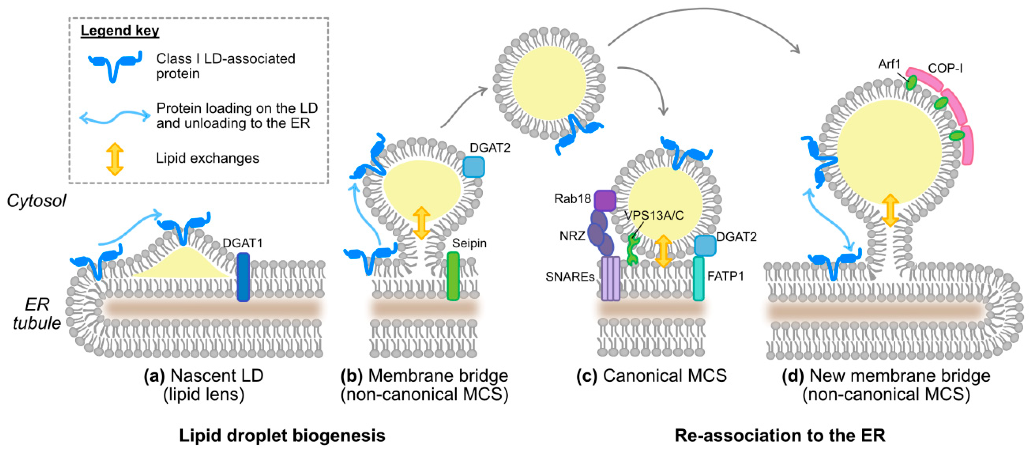 Cells 08 00233 g003 Cells 08 00233 g003