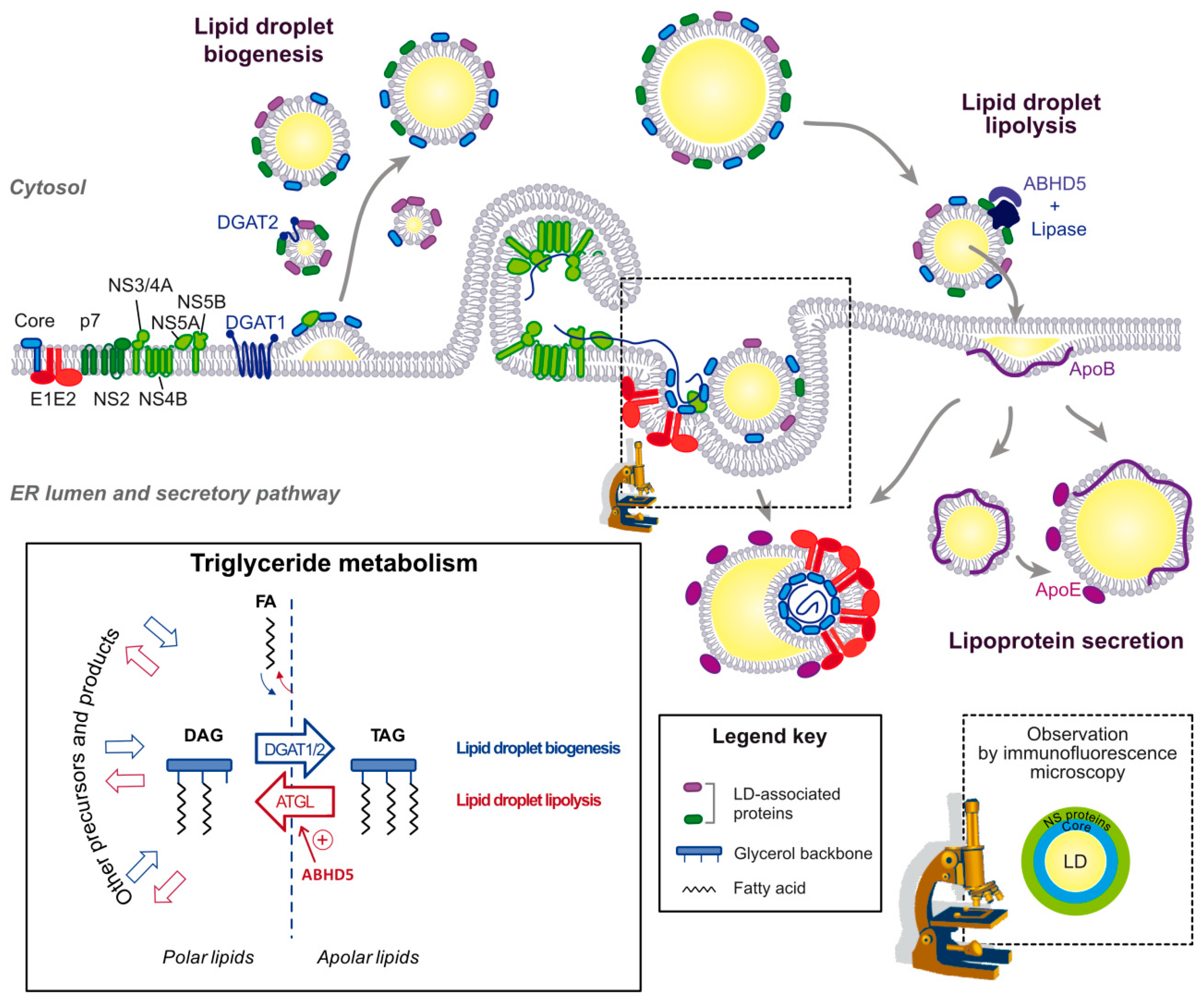 Cells 08 00233 g004 Cells 08 00233 g004