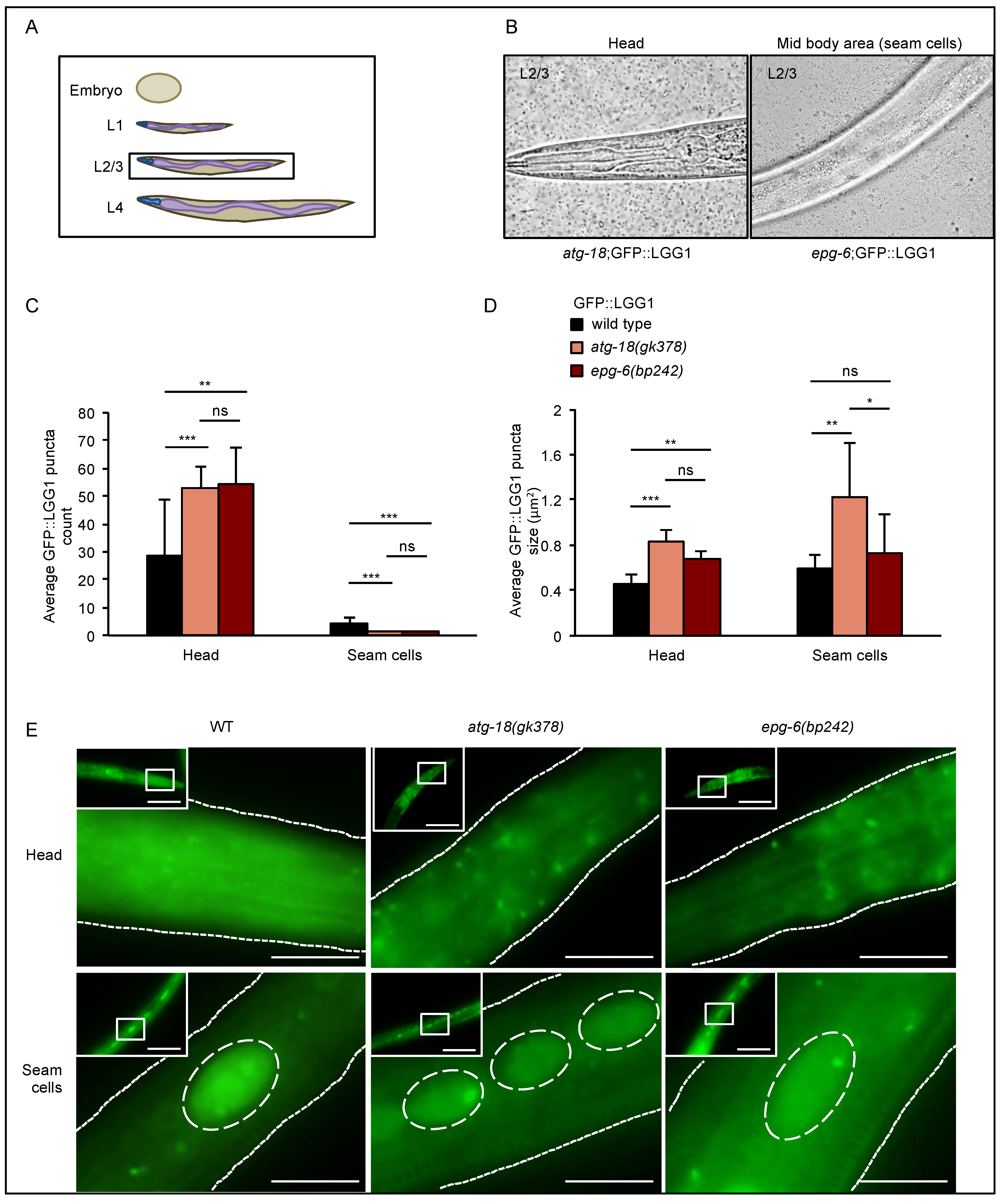 Cells 08 00236 g004