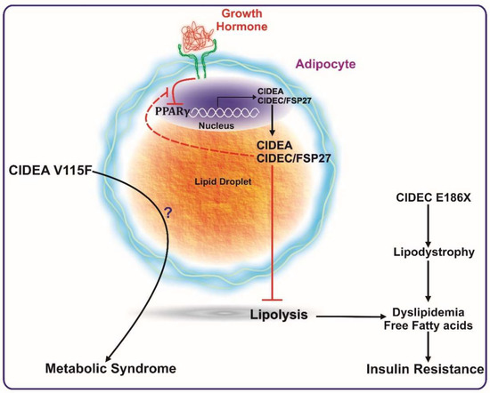 Cells | Special Issue : Lipid Droplets in Disease