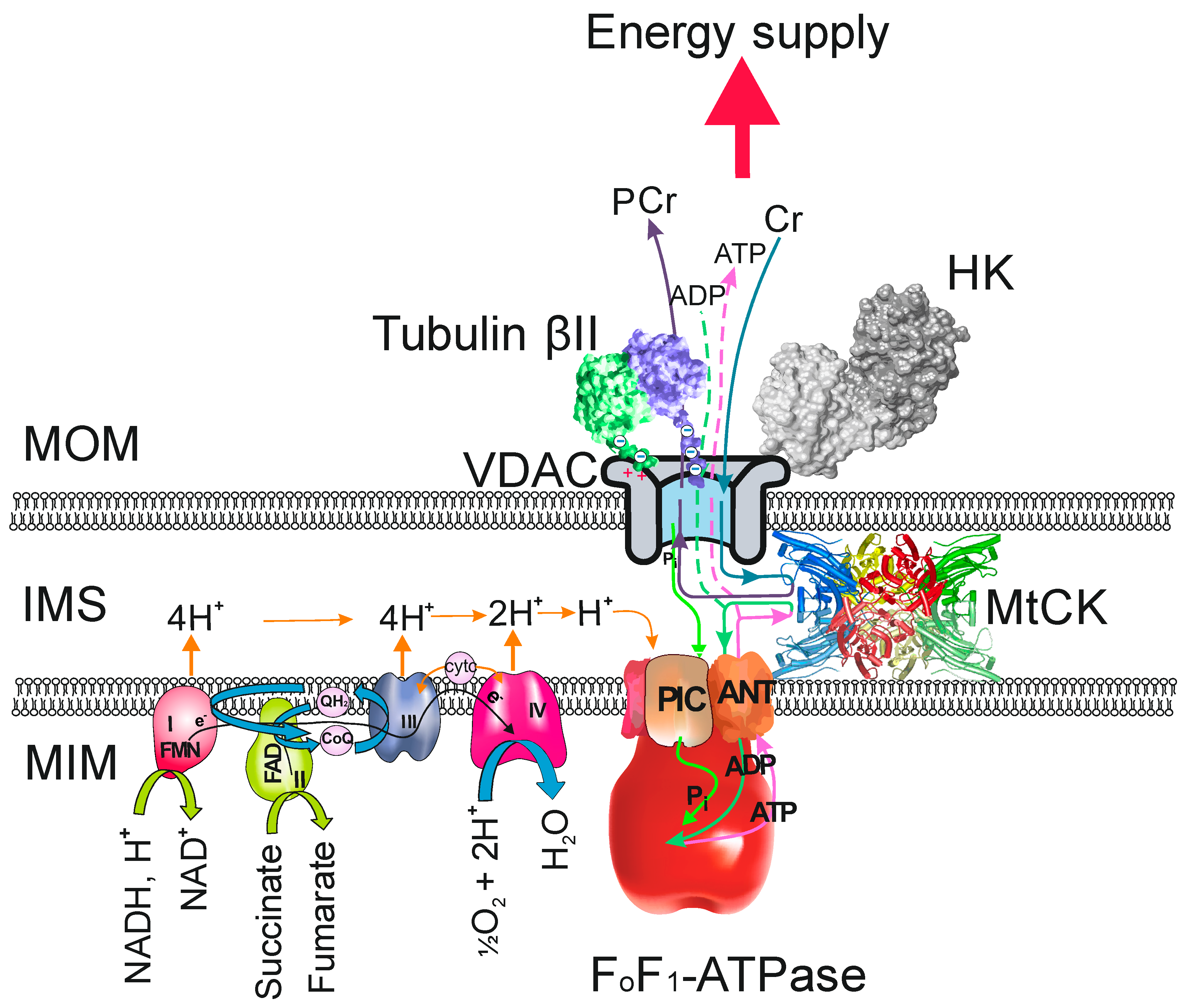 Cells 08 00239 g001 Cells 08 00239 g001