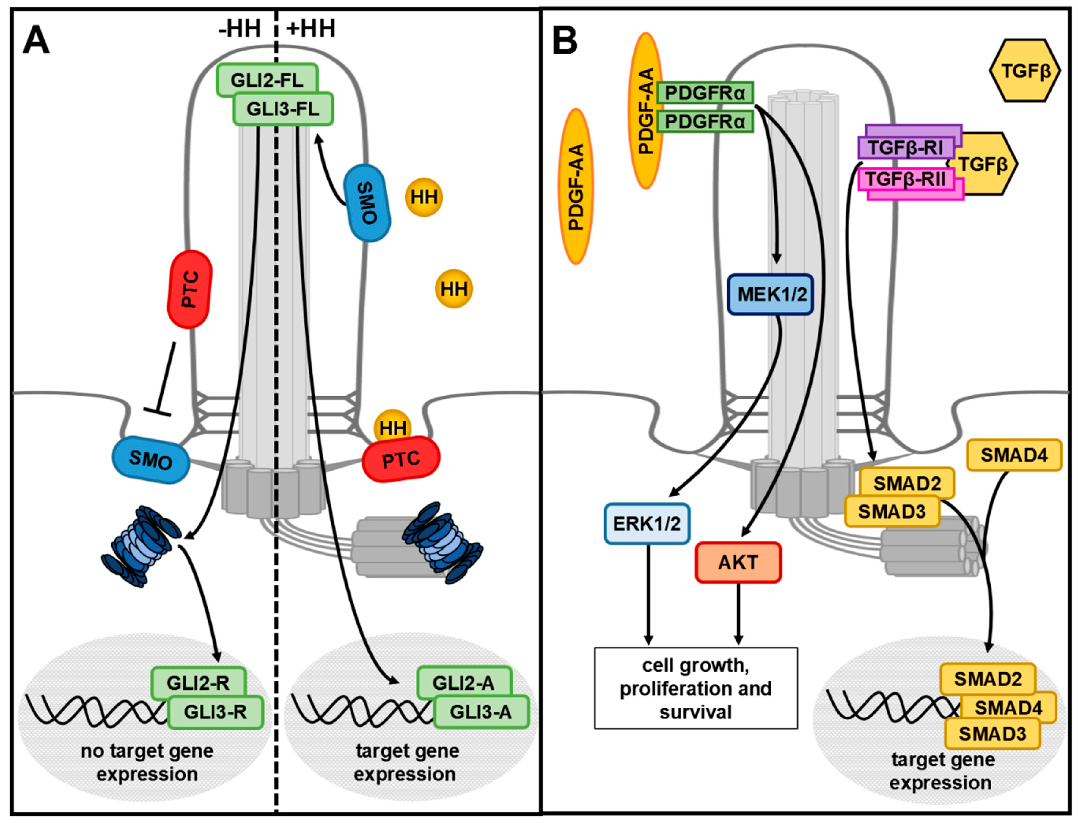Cells | Free Full-Text | The Role of Primary Cilia in the Crosstalk