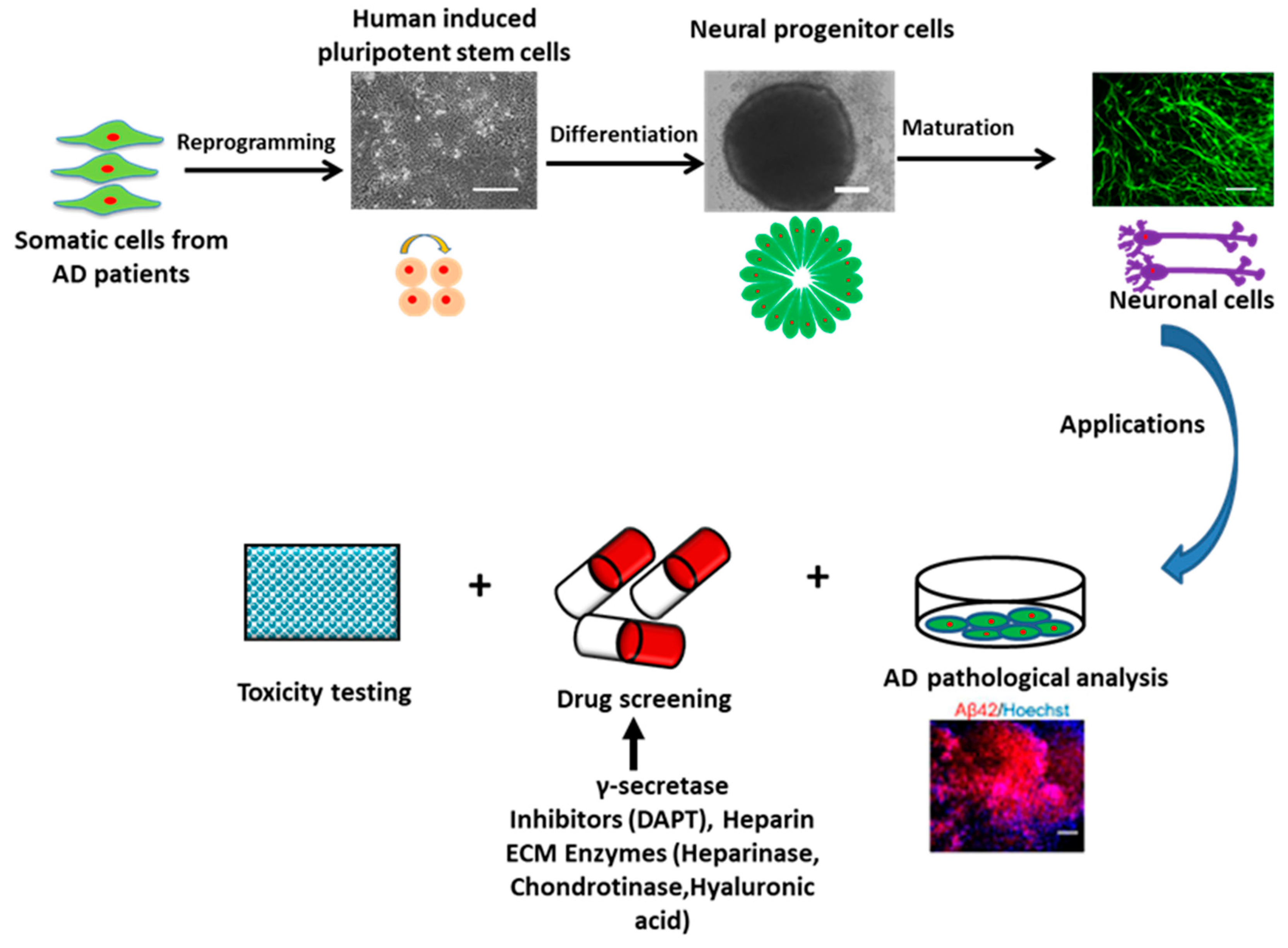 Cells 08 00242 g002