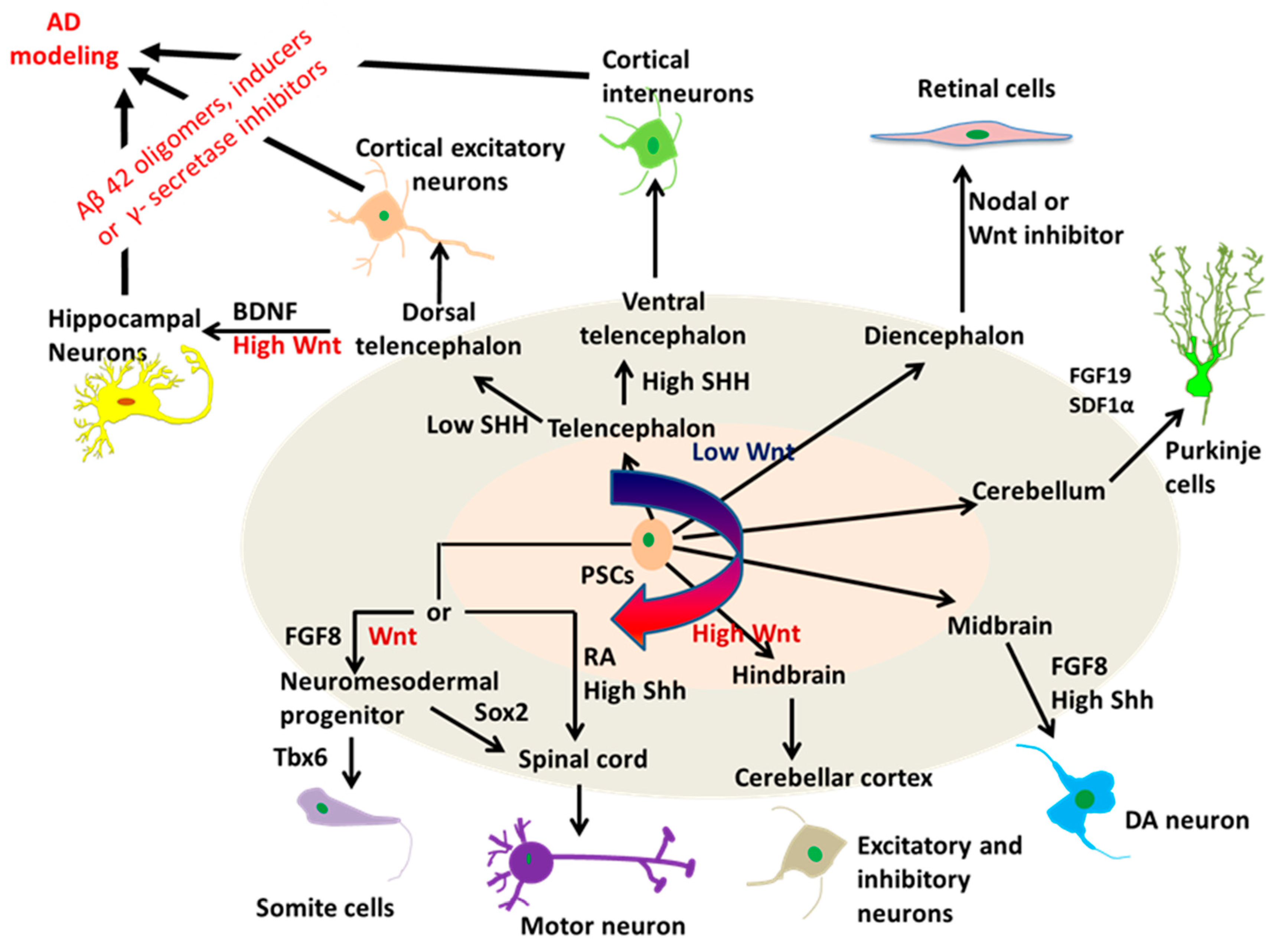 Cells 08 00242 g003