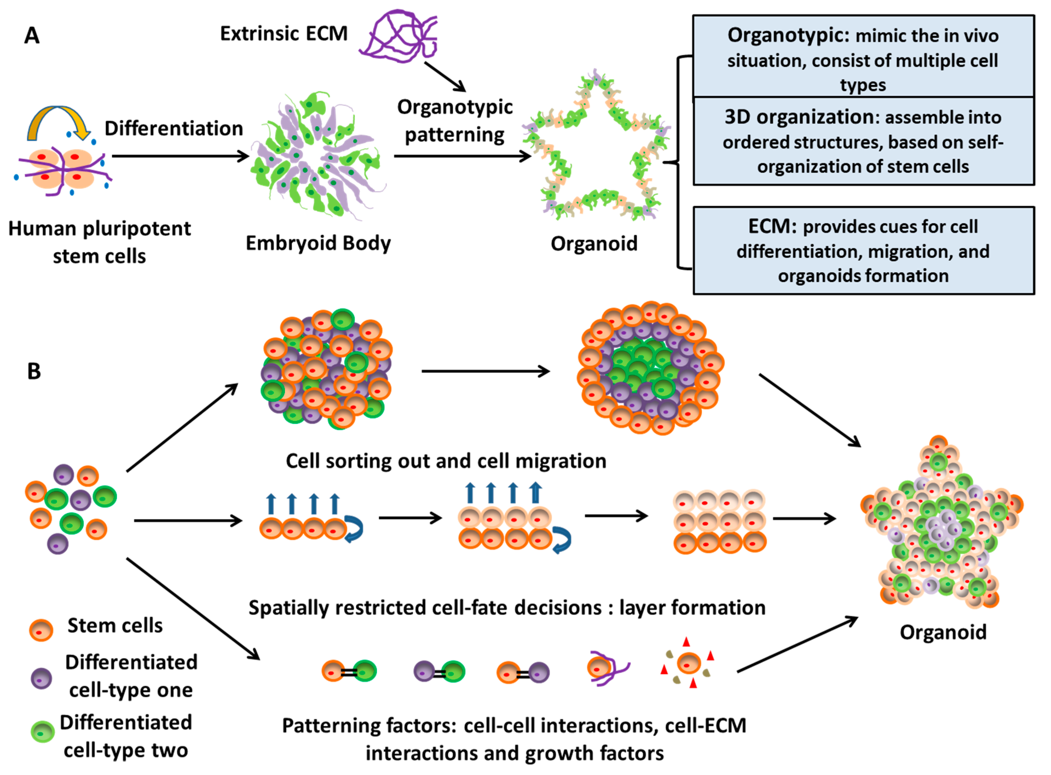 Cells 08 00242 g004