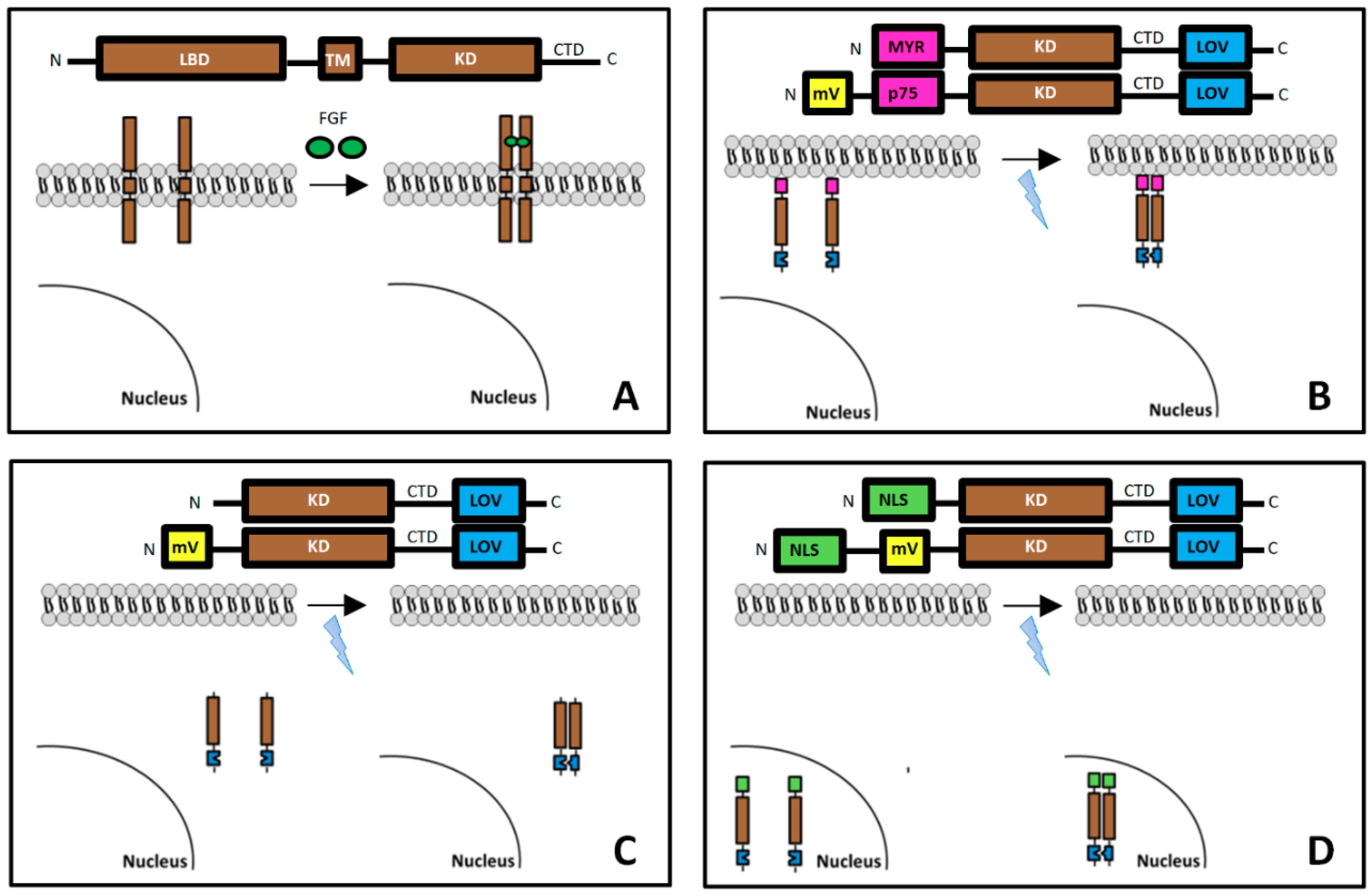 Cells 08 00243 g001