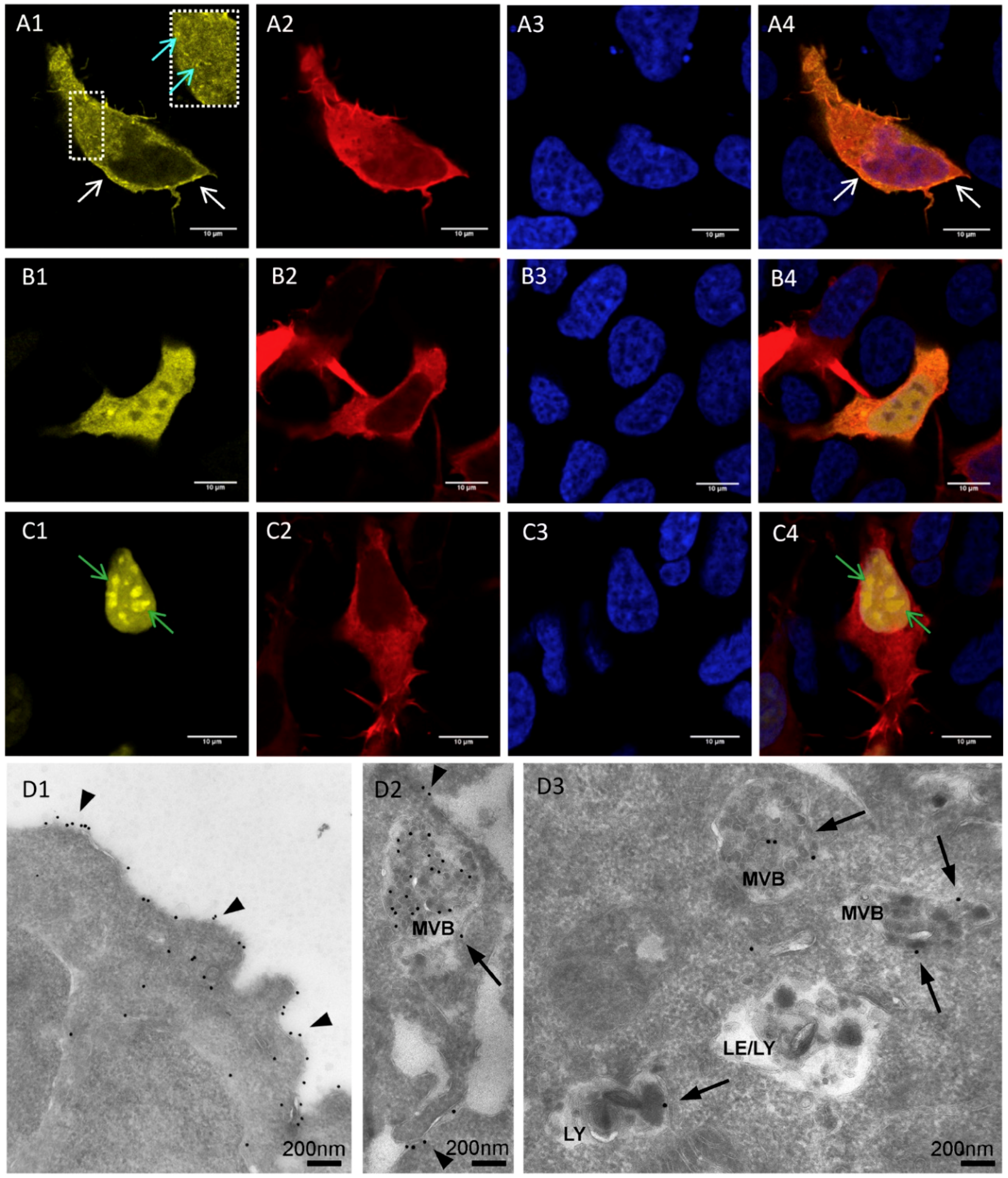 Cells 08 00243 g002