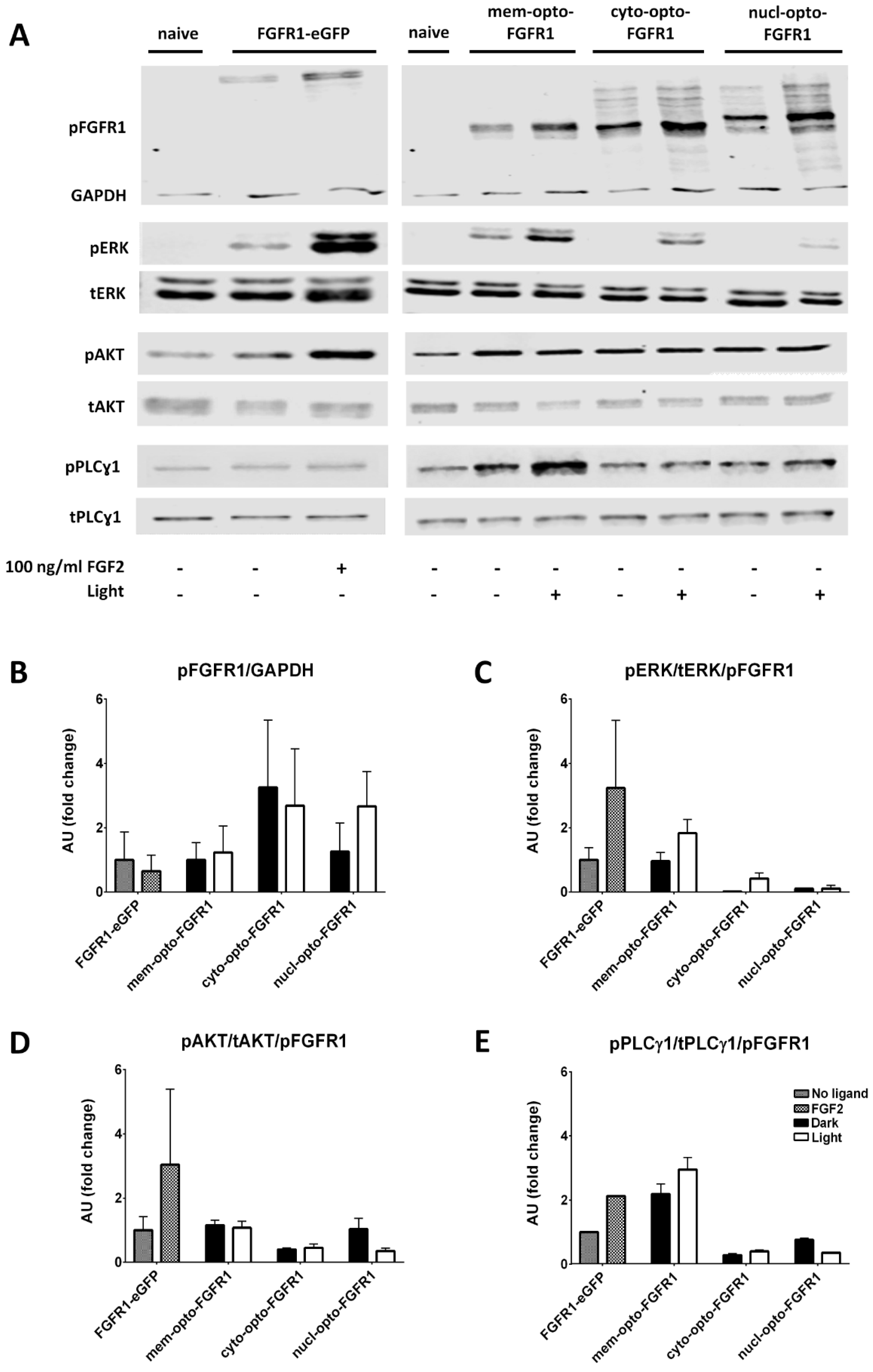 Cells 08 00243 g003